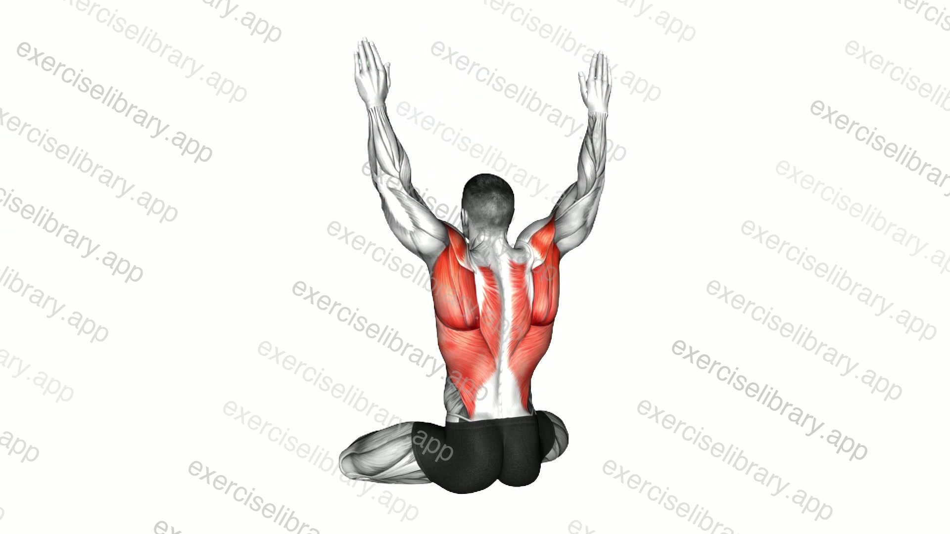 Seated Back Press demonstration