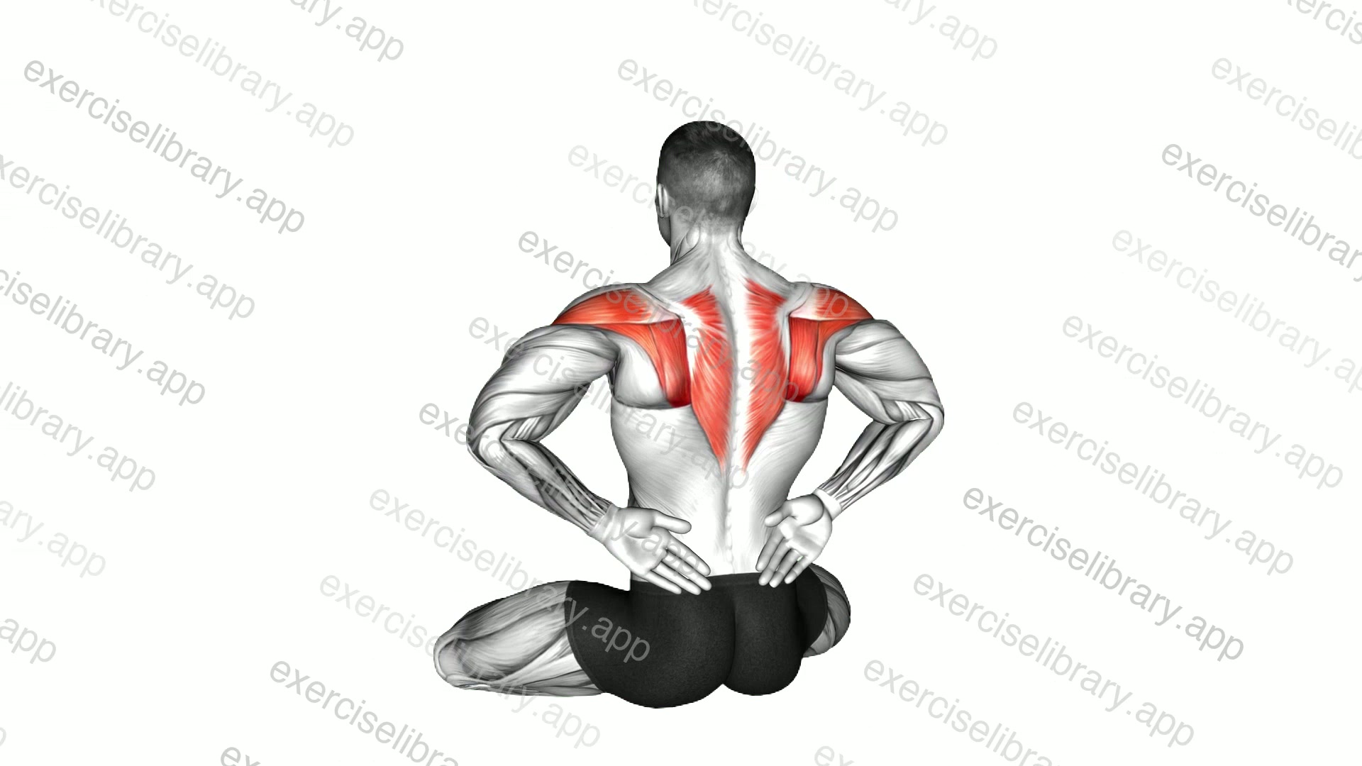 Seated Open Wings demonstration