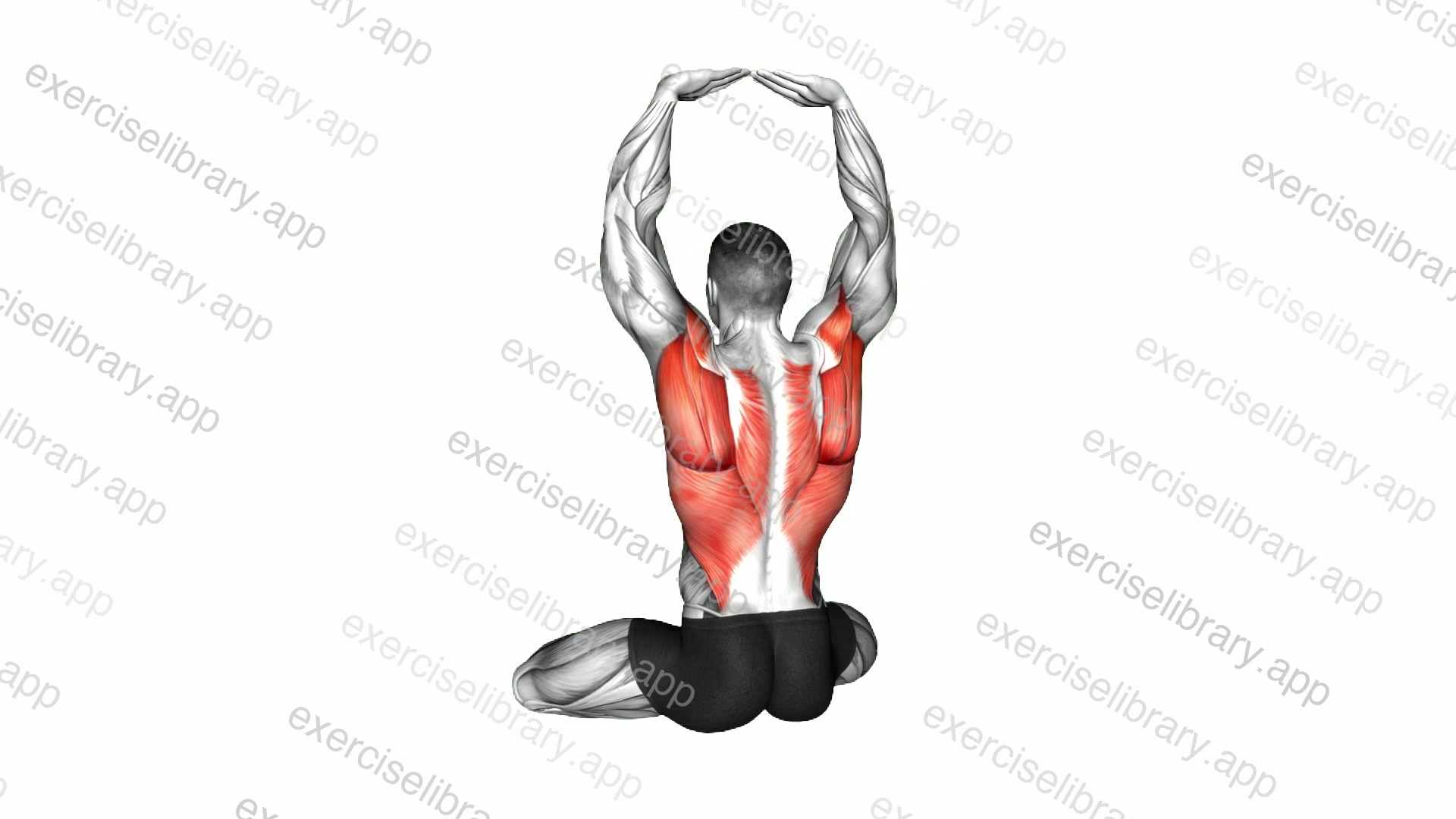 Seated Overhead Reach Press demonstration