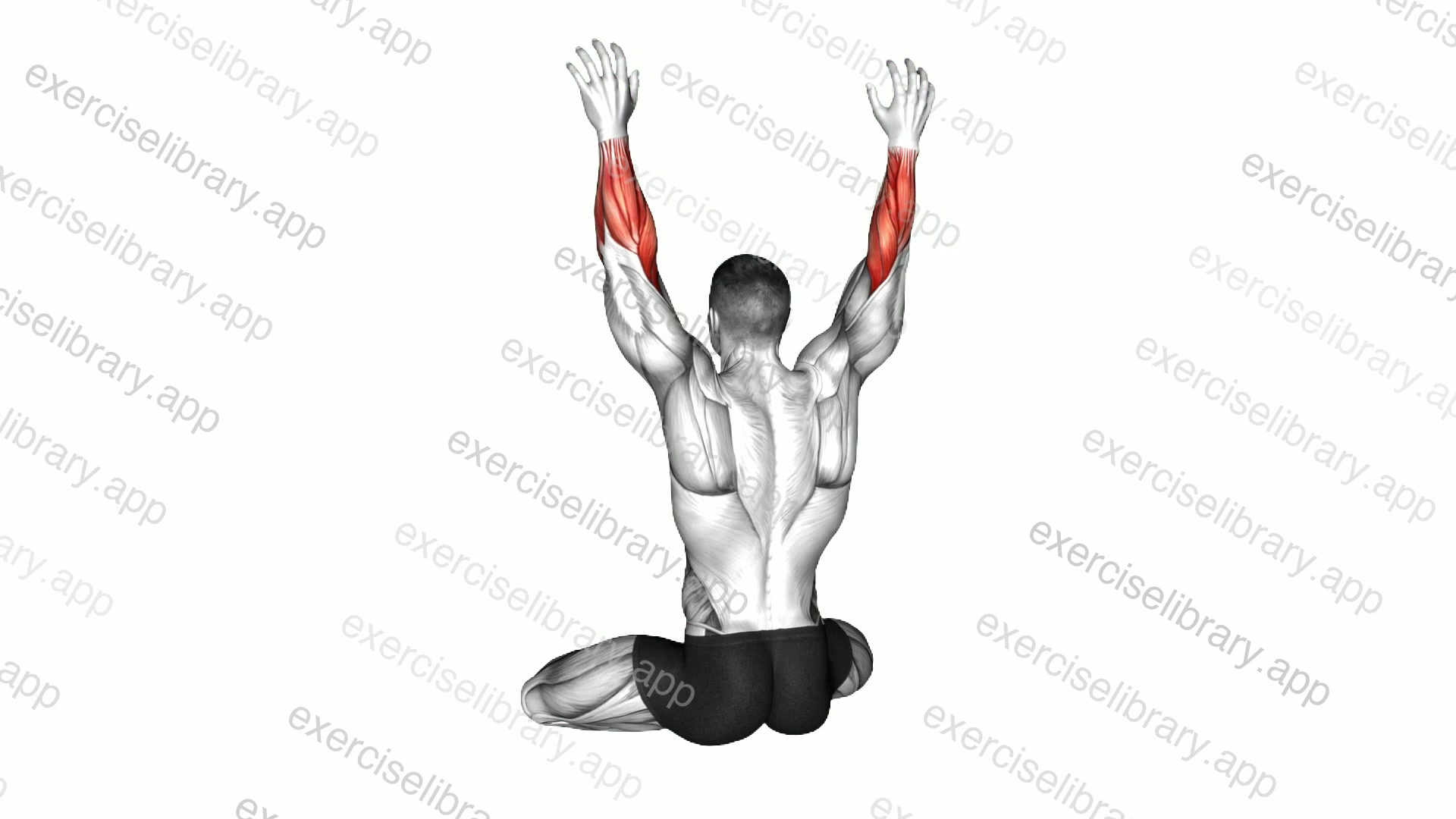 Seated Fist Pulse demonstration