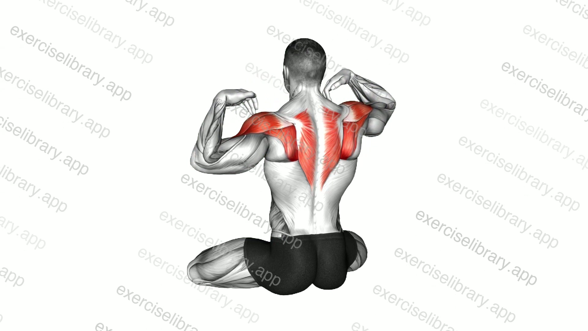 Seated Alternate Shoulders Circle demonstration