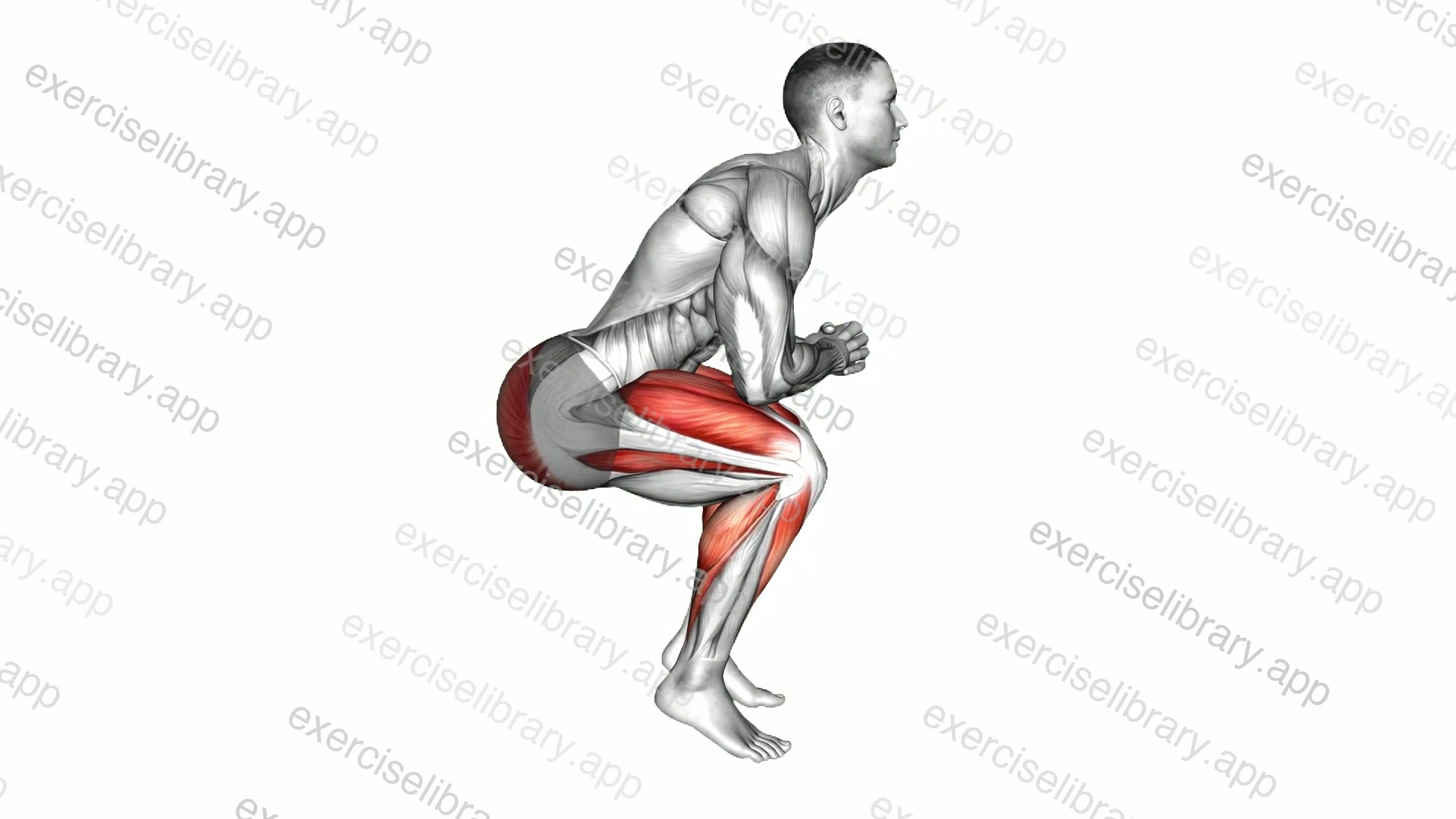Chair Squat Calf Rock demonstration