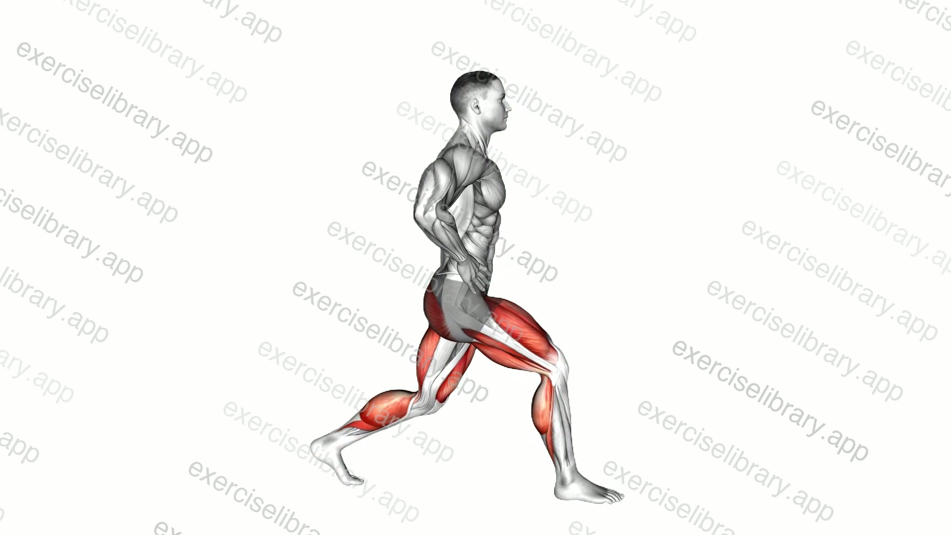 Split Squat Heel Raise demonstration
