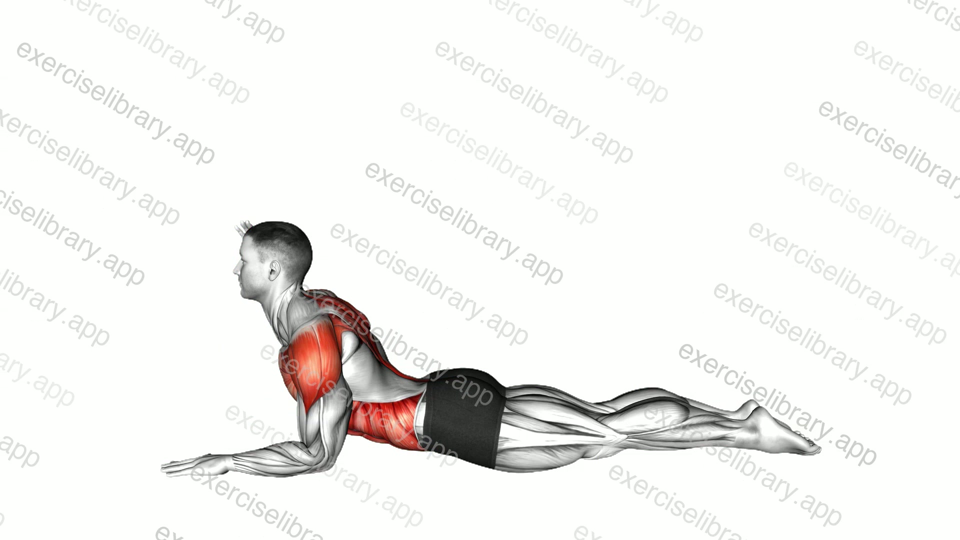Sphinx Pose Opening demonstration