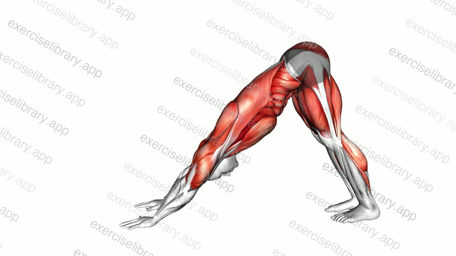 Downward Dog Squat demonstration