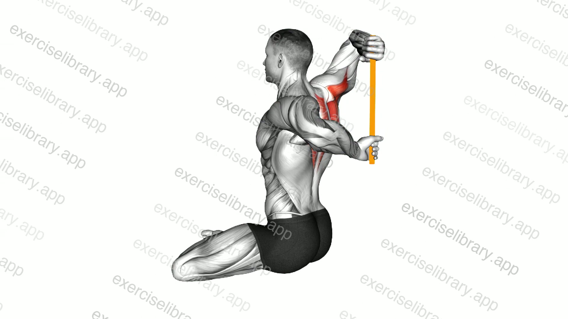 Resistance Band Seated Shoulder Stretch Behind the Back demonstration