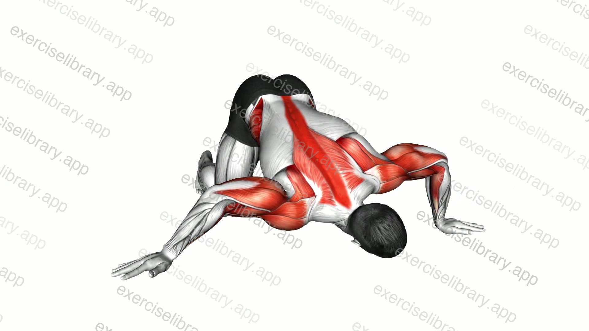 Kneeling Torso Rotation Chest and Shoulder Stretch demonstration