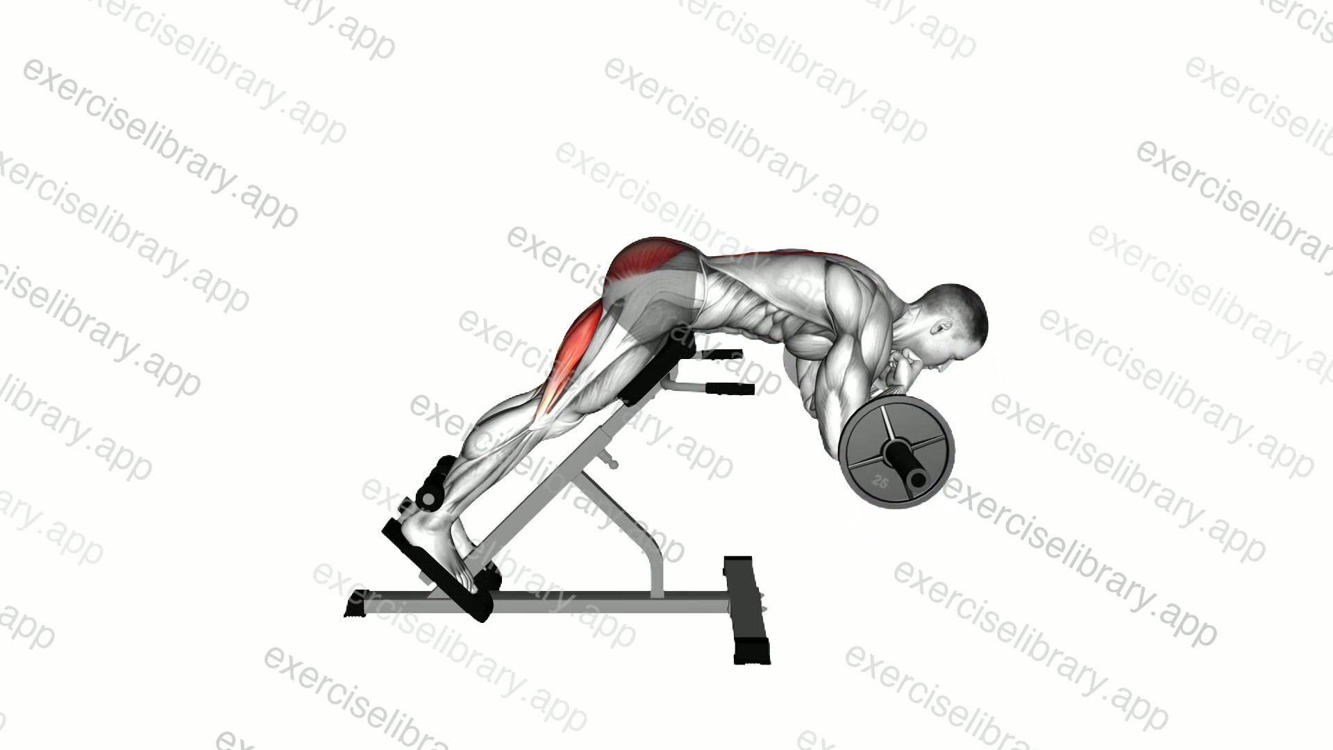 Barbell Zercher Back Extension demonstration
