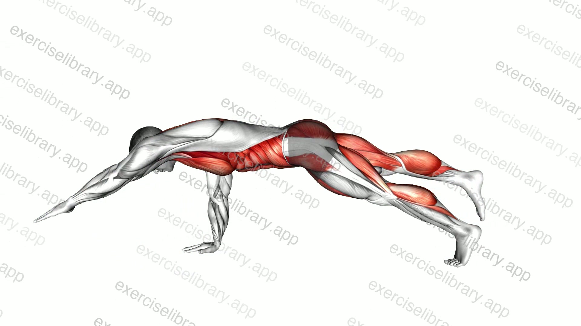 Bird Dog Plank demonstration