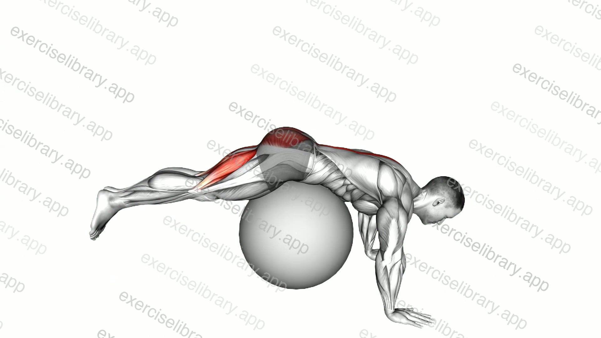 Reverse Hyperextension on Stability Ball demonstration