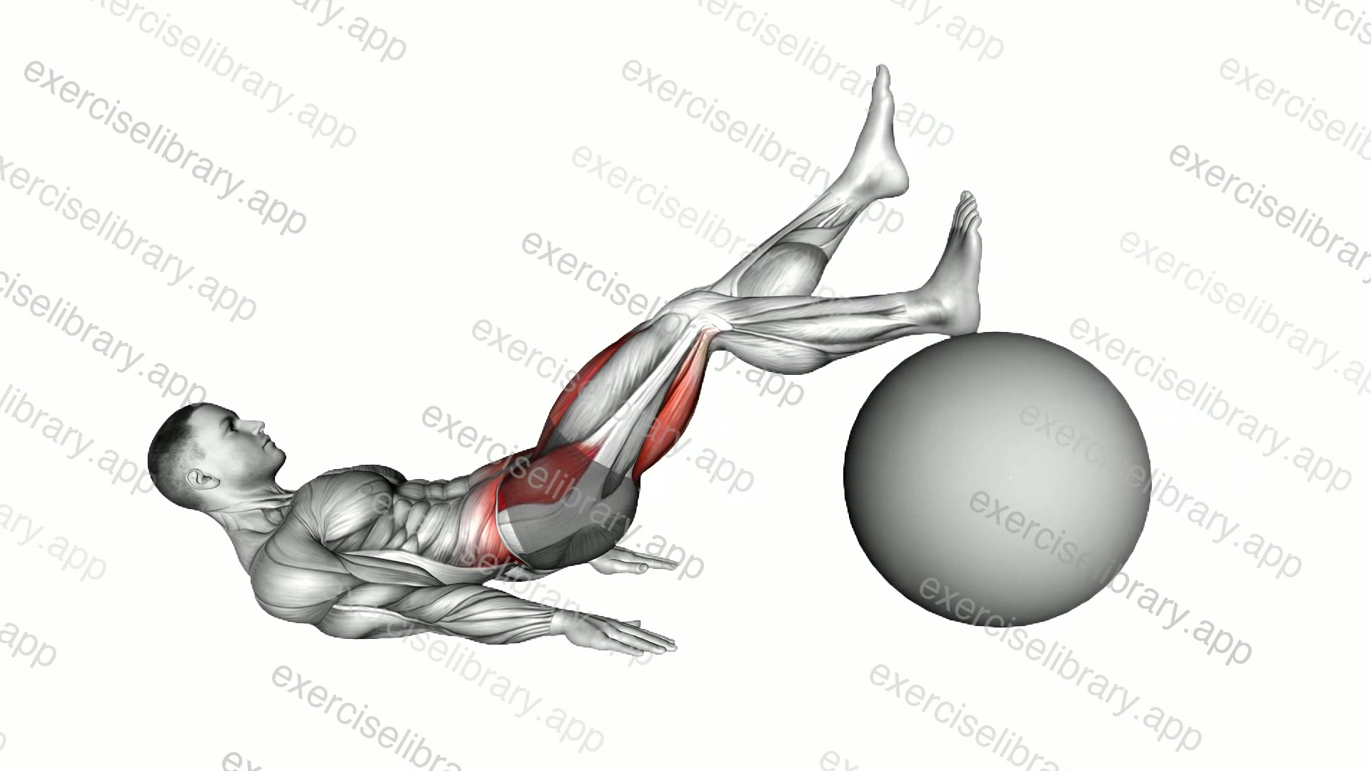 Straight Hip Single Leg Curl on Stability Ball demonstration