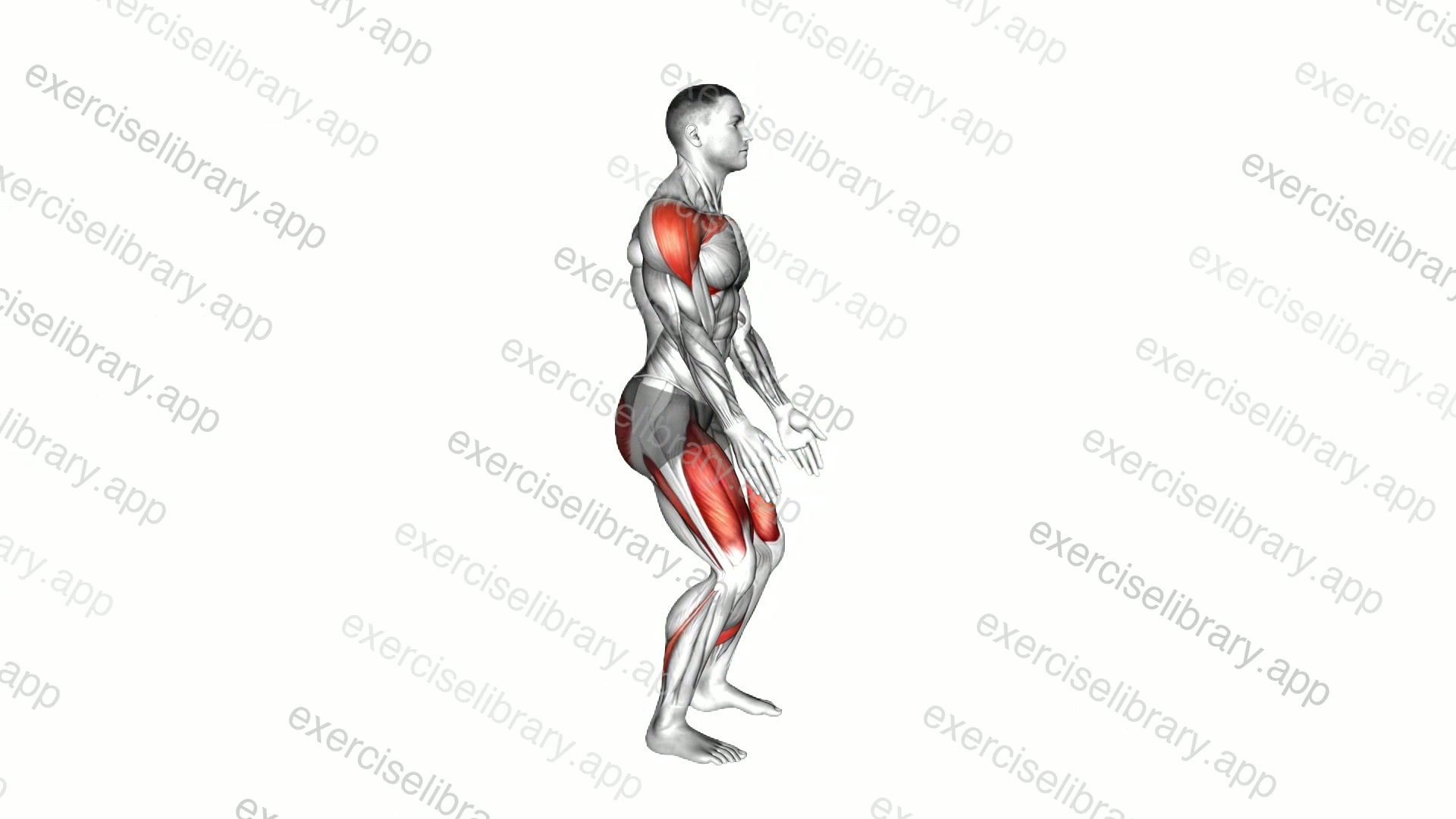 Slight Squat Front Raise demonstration