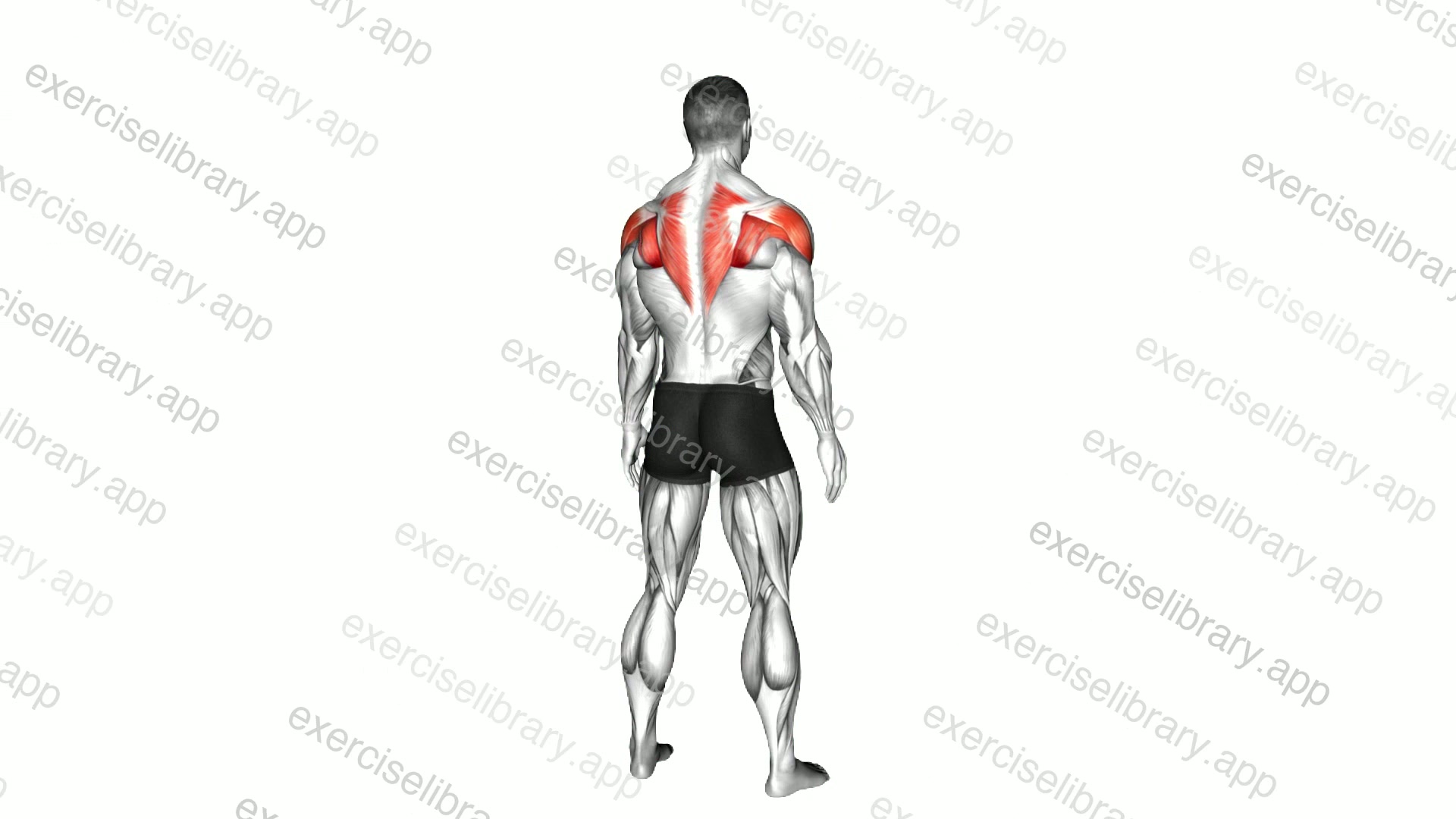 Standing Scapular Press demonstration