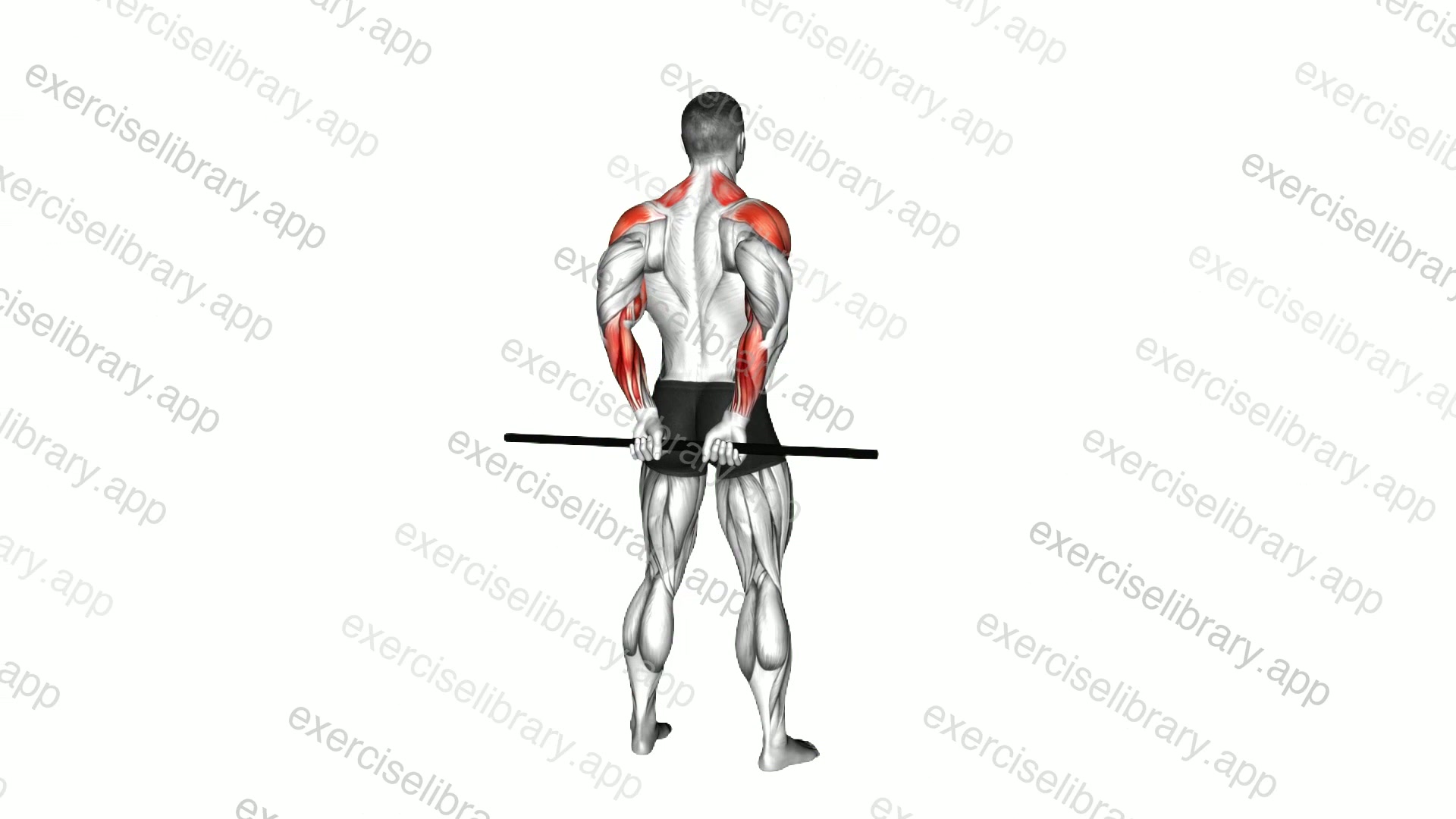 Stick Standing Rear Delt Raise demonstration