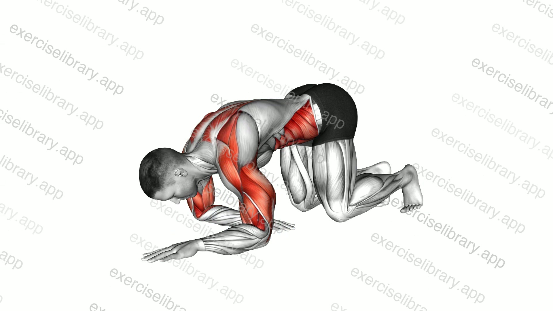 Kneeling Elbow Mobilisation demonstration
