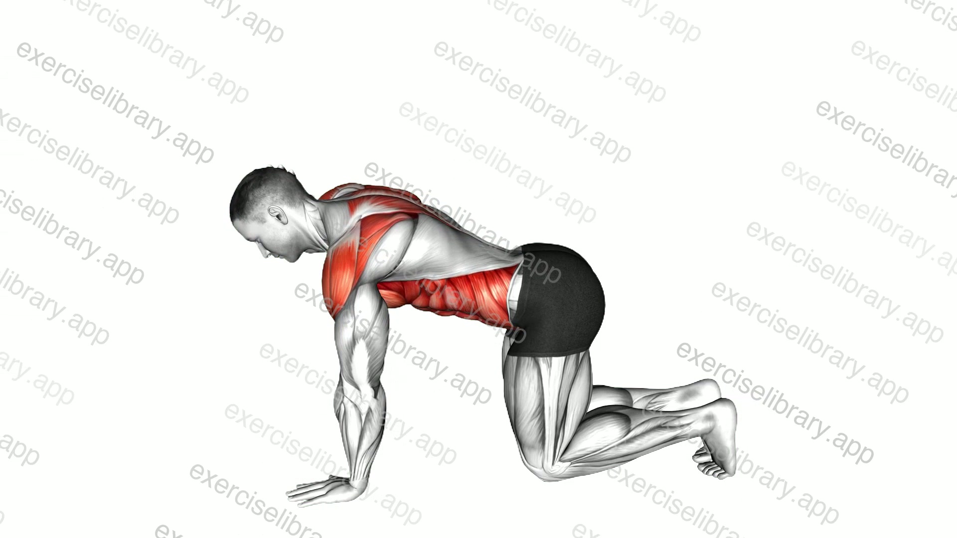Single Arm Scapular Push-up to Rotation demonstration
