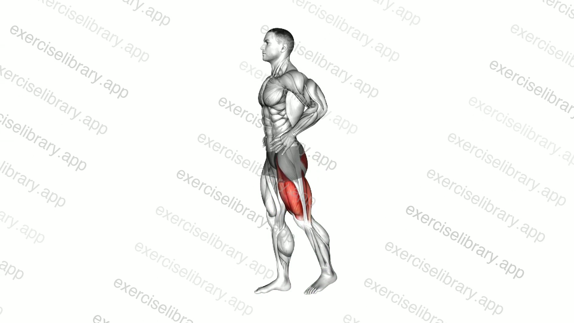 Standing Hip Extension to Leg Lift demonstration