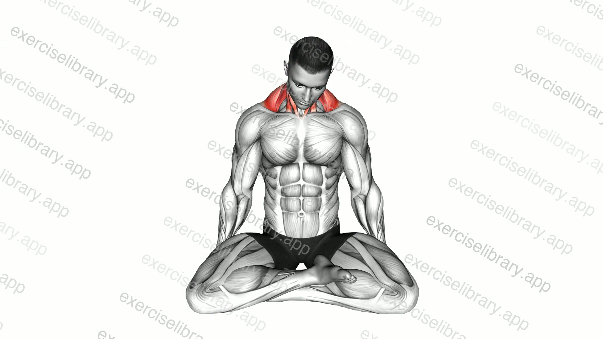 Seated Neck Rotation demonstration