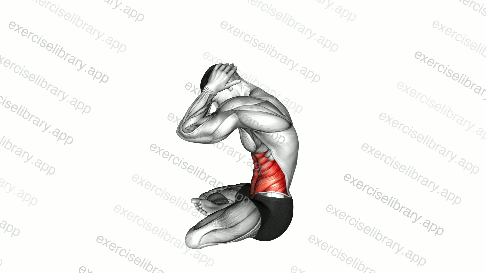 Sitting Cat Cow Pose demonstration