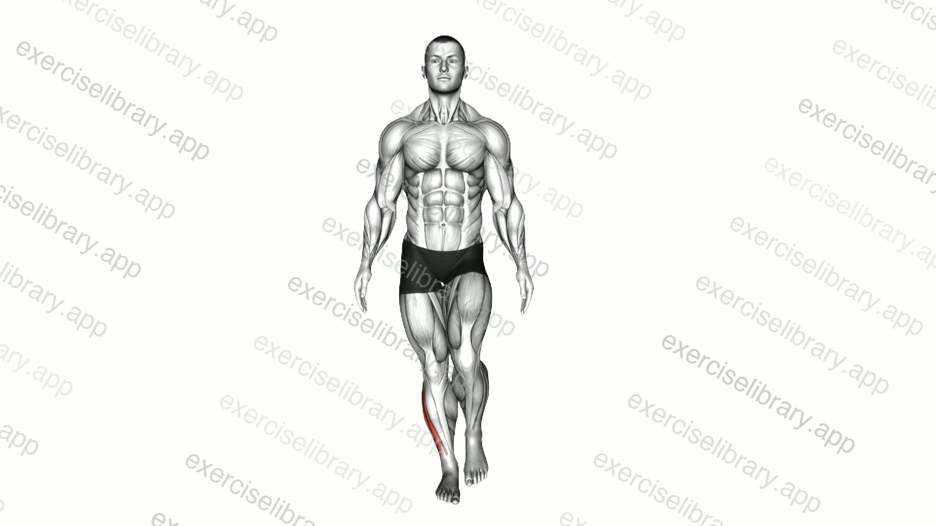 Forefoot Screw One Legged Stand demonstration