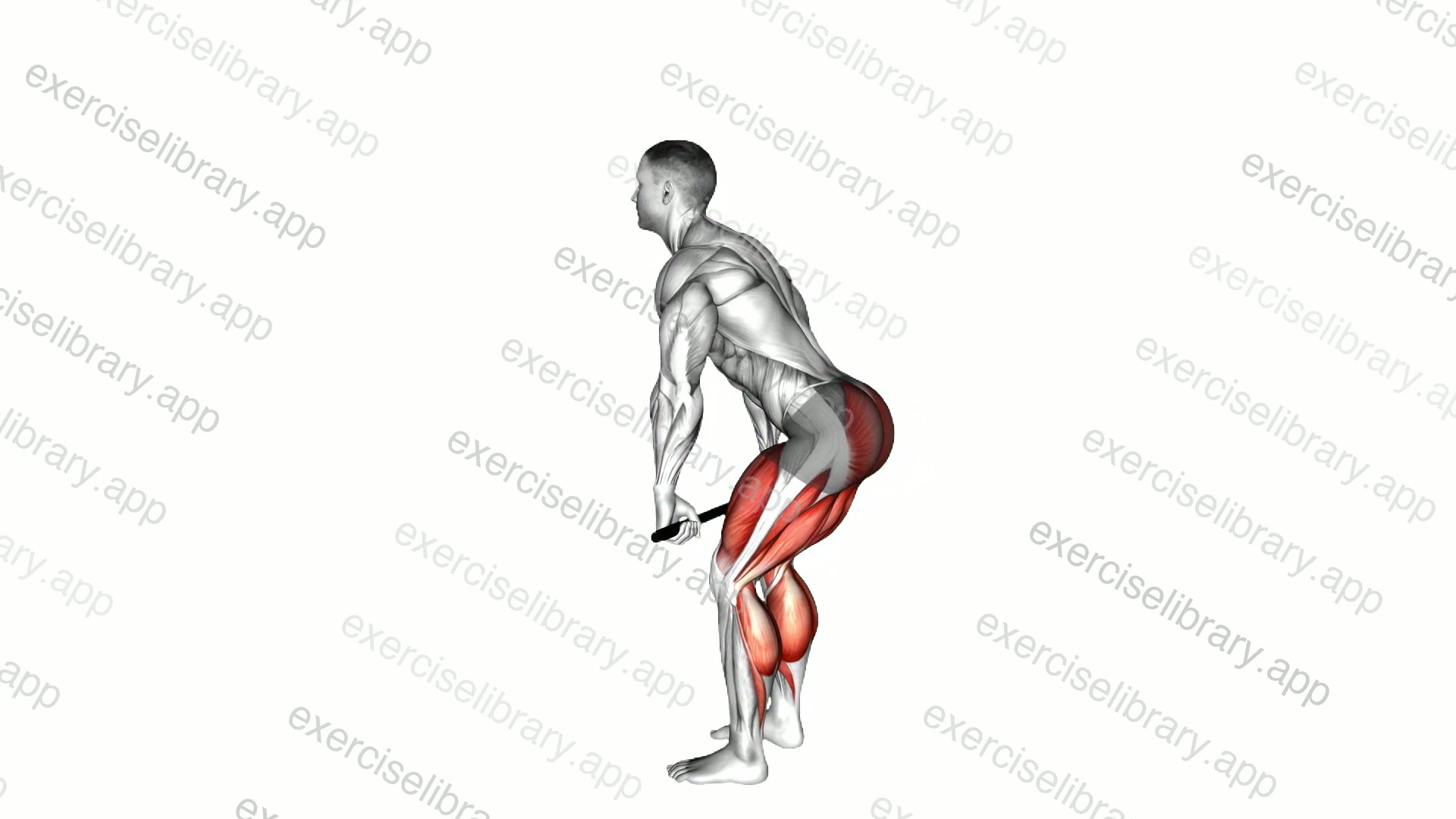 Stick Deadlift demonstration