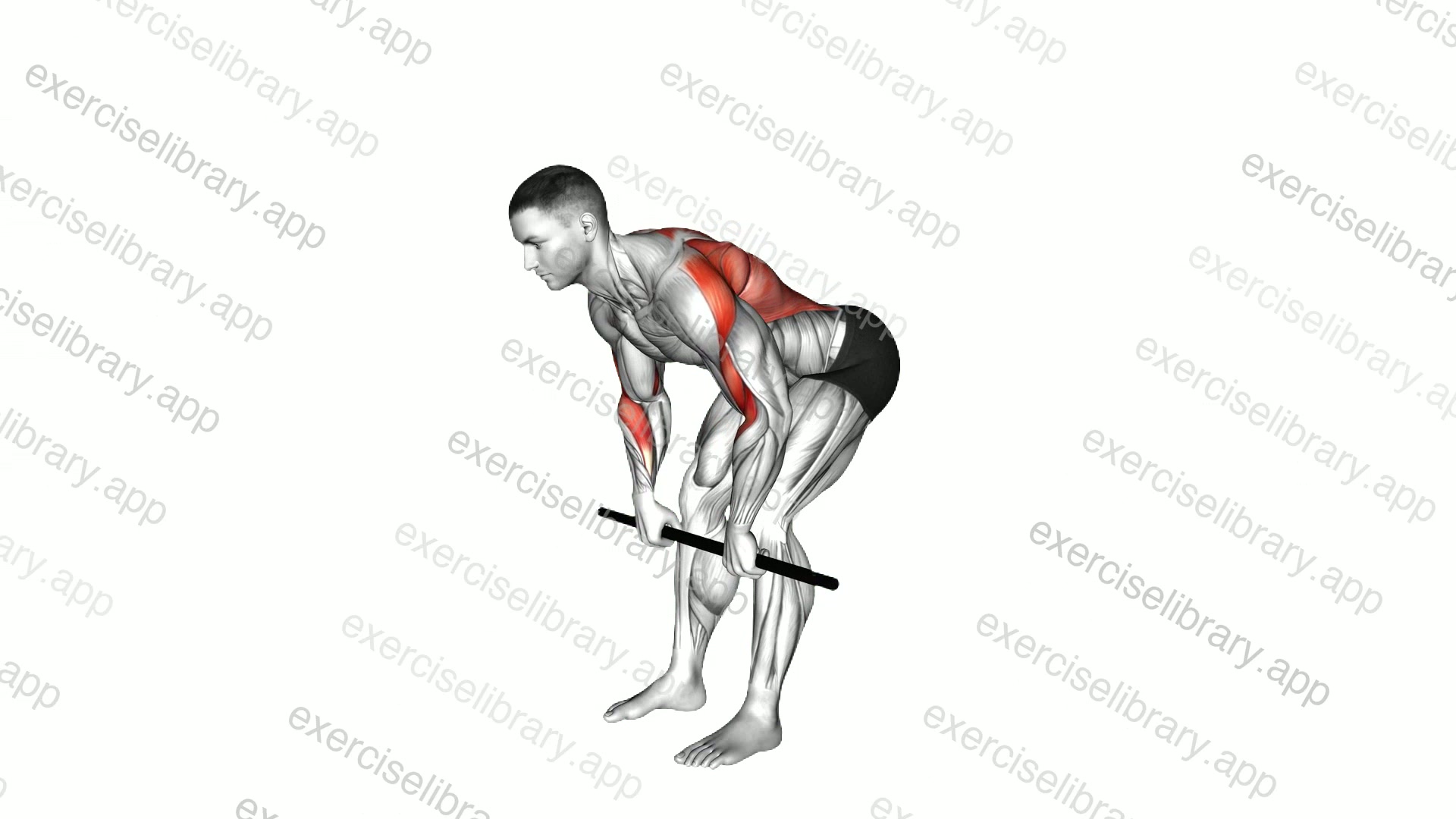Stick Bent Over Pronated Grip Row demonstration