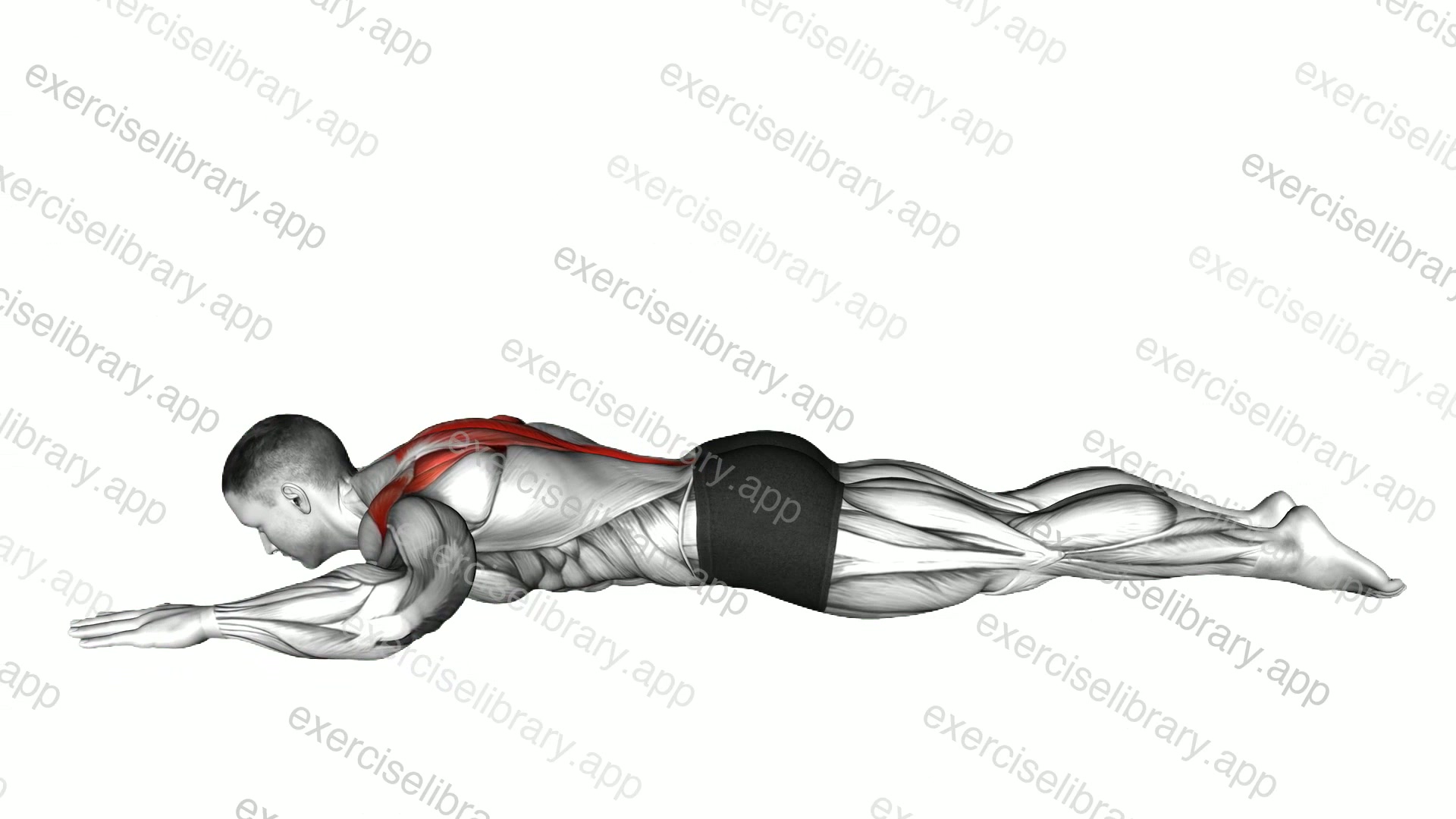 Lying Prone Trapezius Press Back Extension demonstration