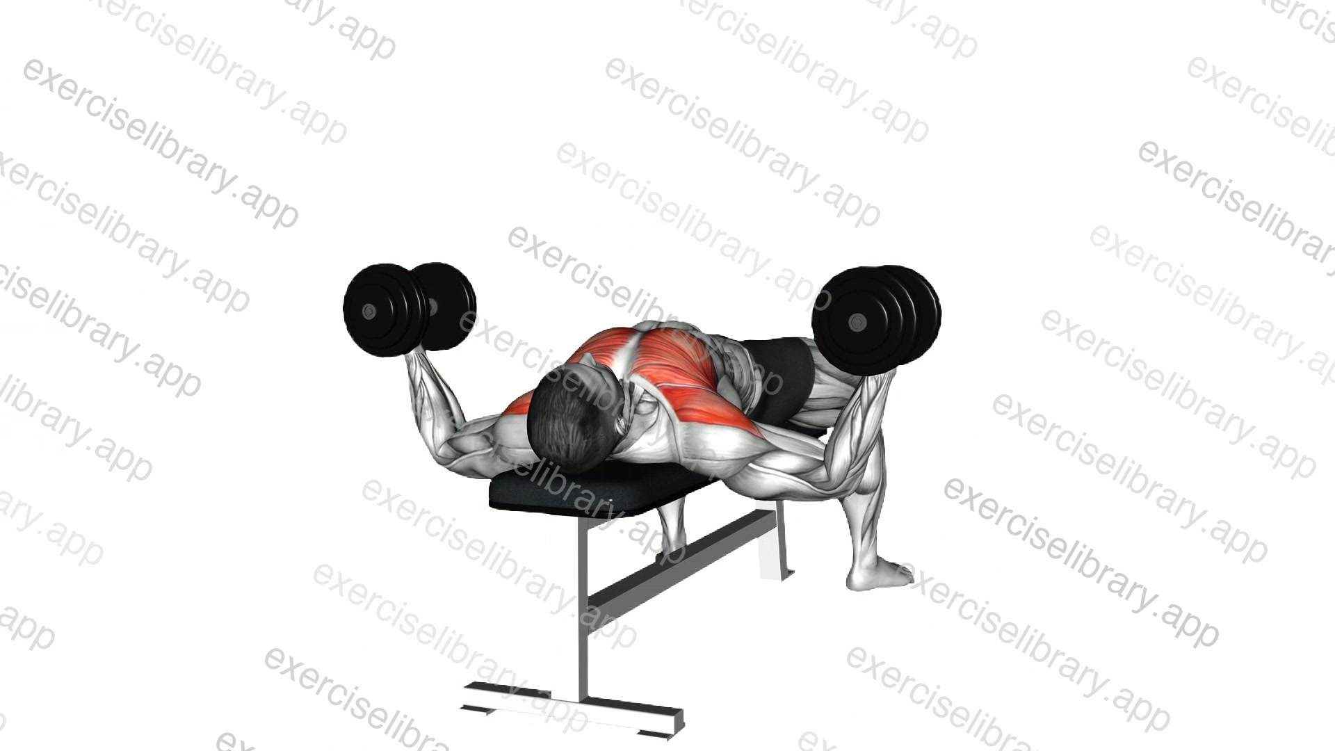 Dumbbell Alternative Fly demonstration