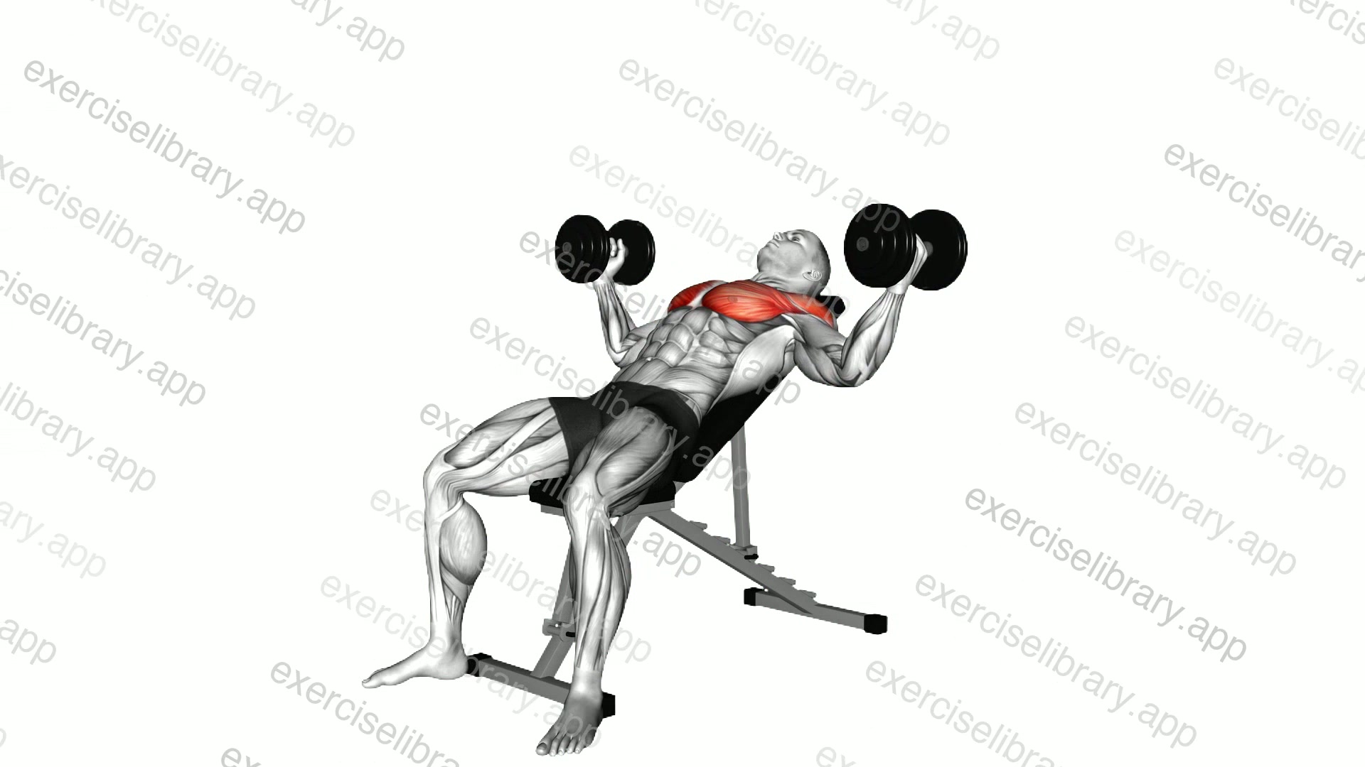 Dumbbell Incline Alternative Fly demonstration