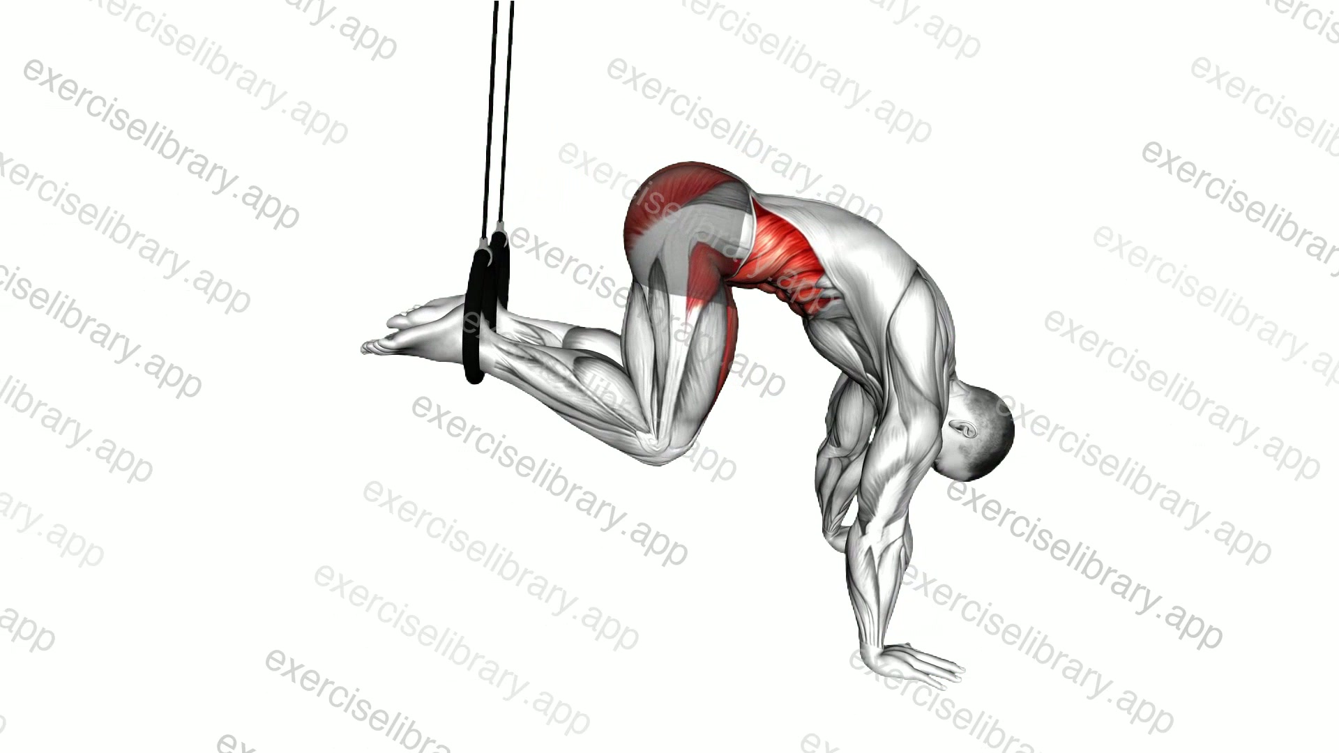 Ring Isometric Hold Reverse Ab Rollout demonstration