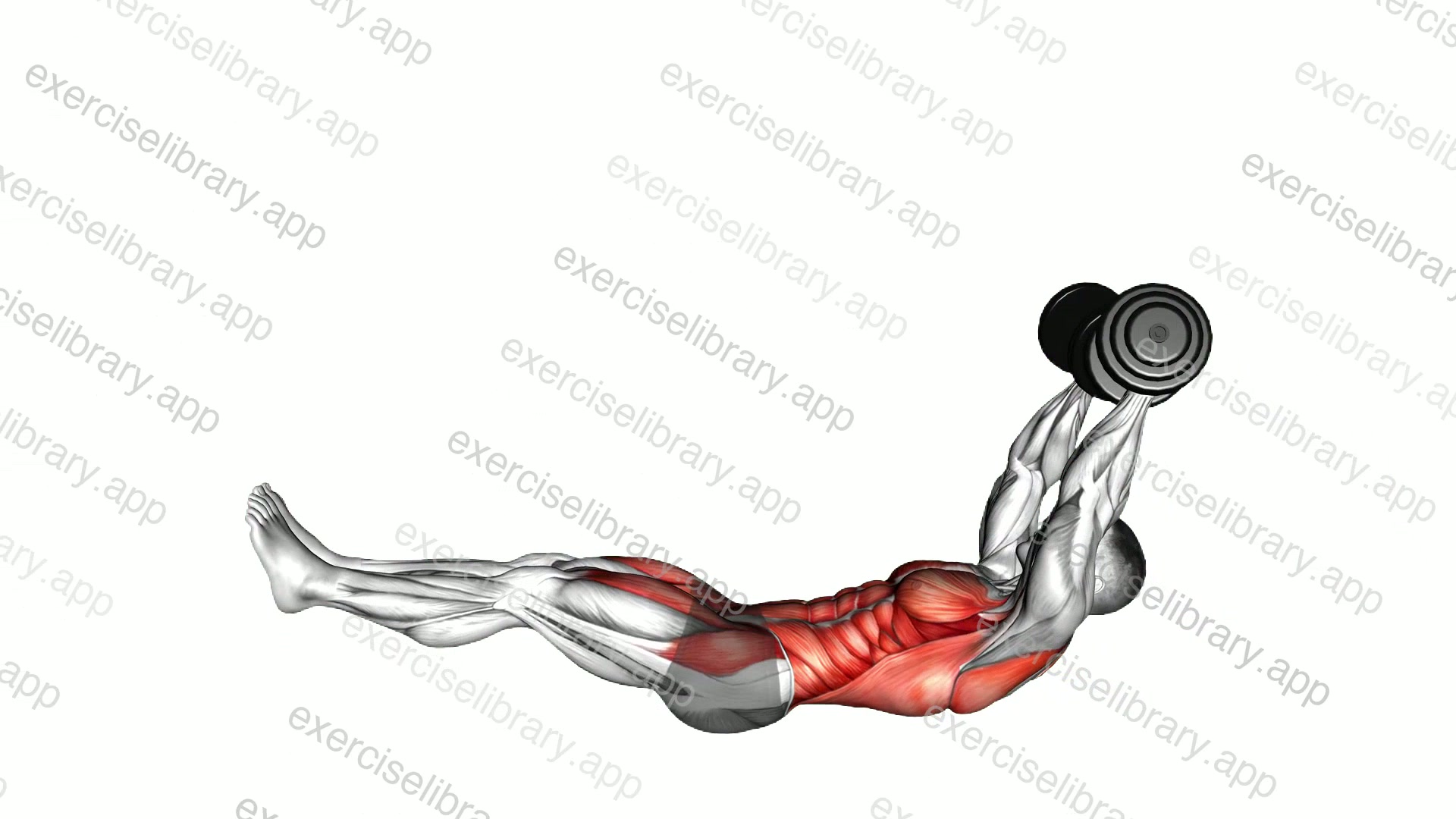 Dumbbell V-up demonstration