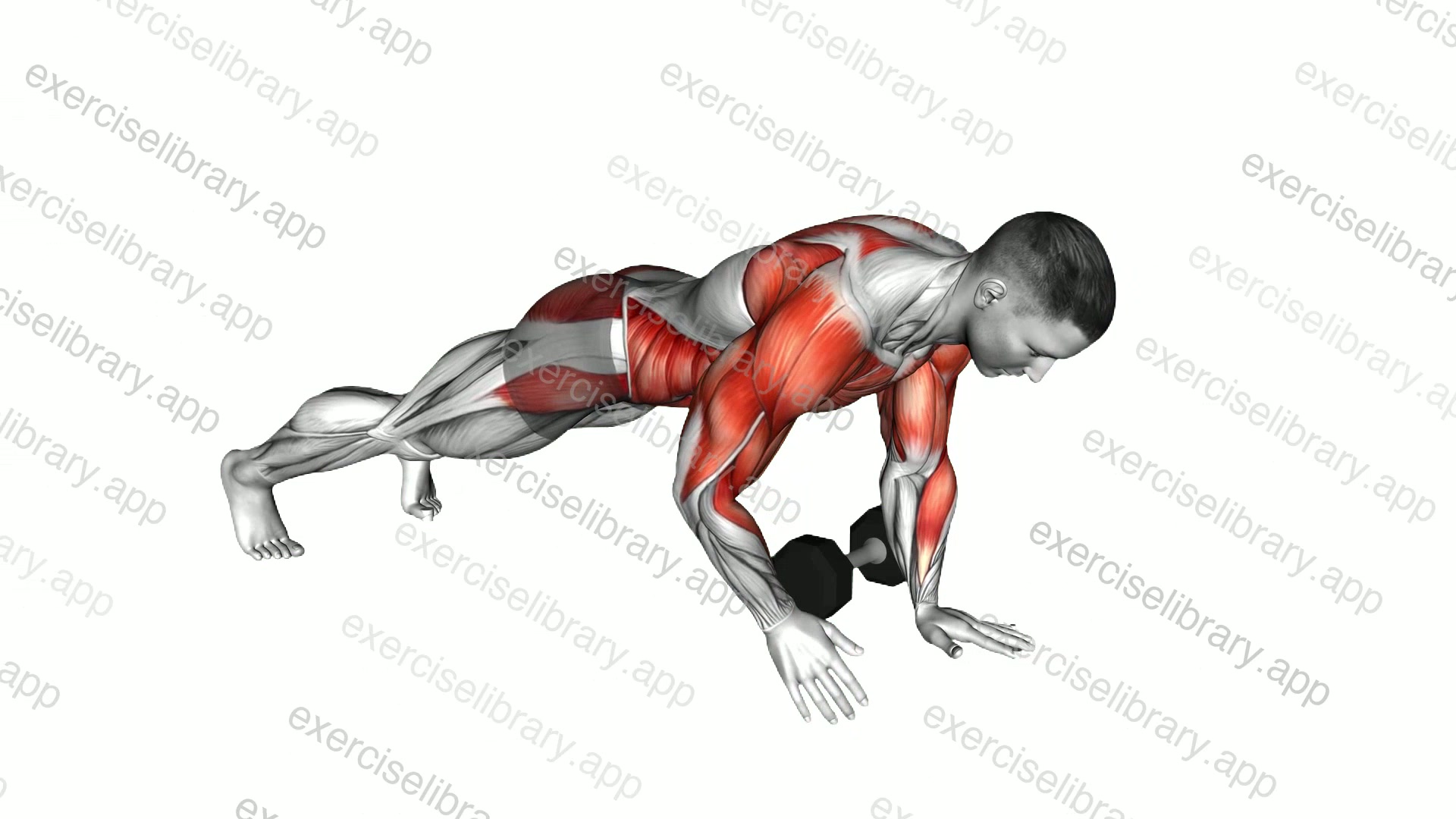 Dumbbell Plank Pass Through Push up demonstration