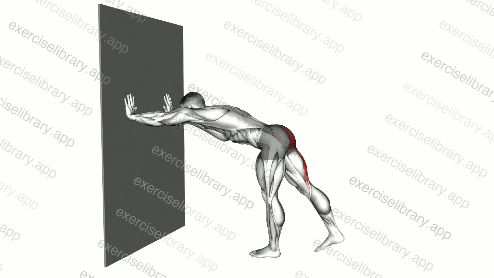 Wall Supported Back Leg Lift demonstration