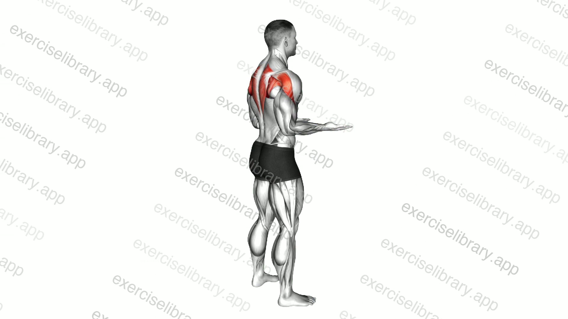 Bodyweight Standing Scapular External Rotation demonstration