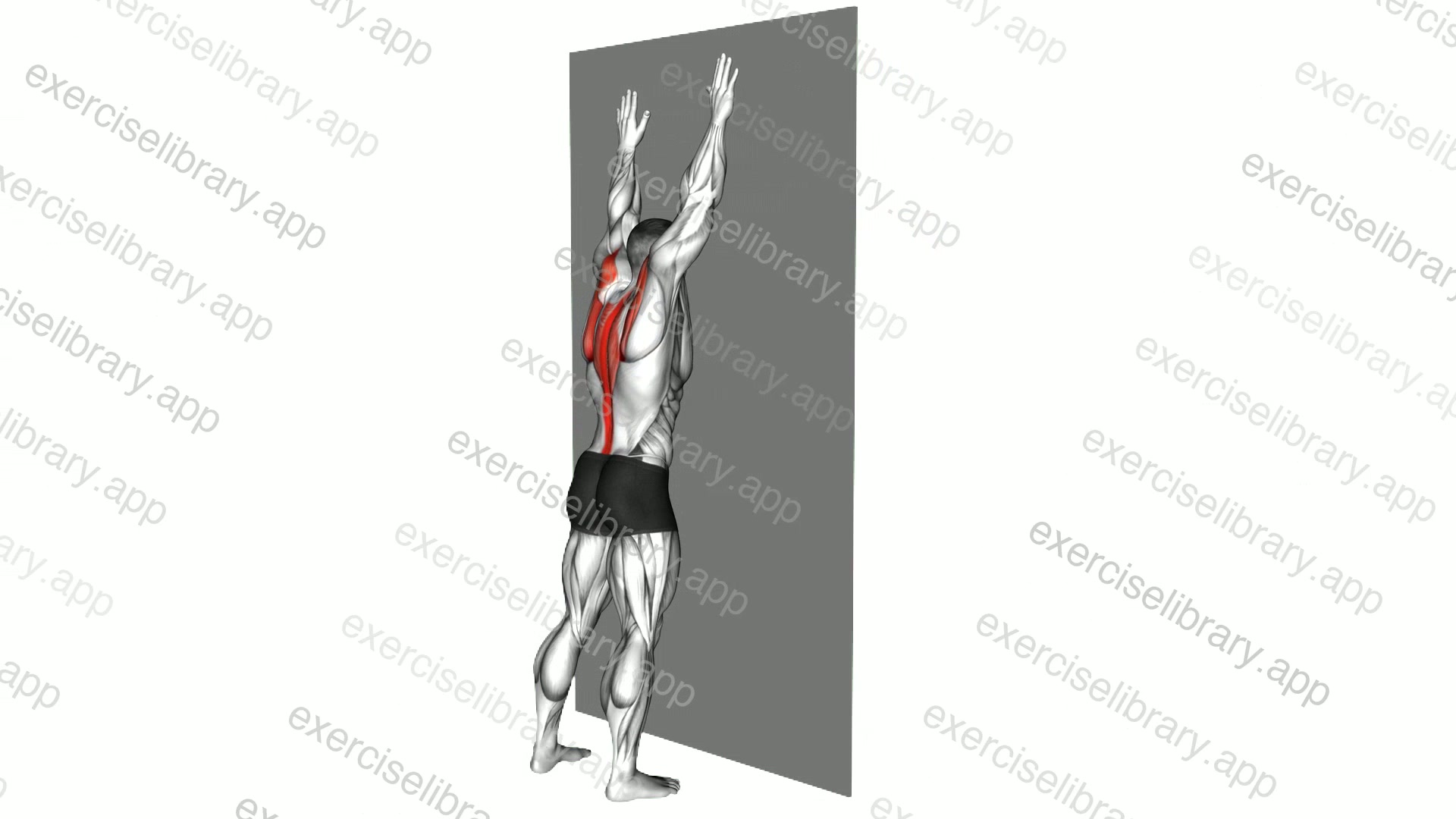 Opposite Arm Raise against Wall demonstration