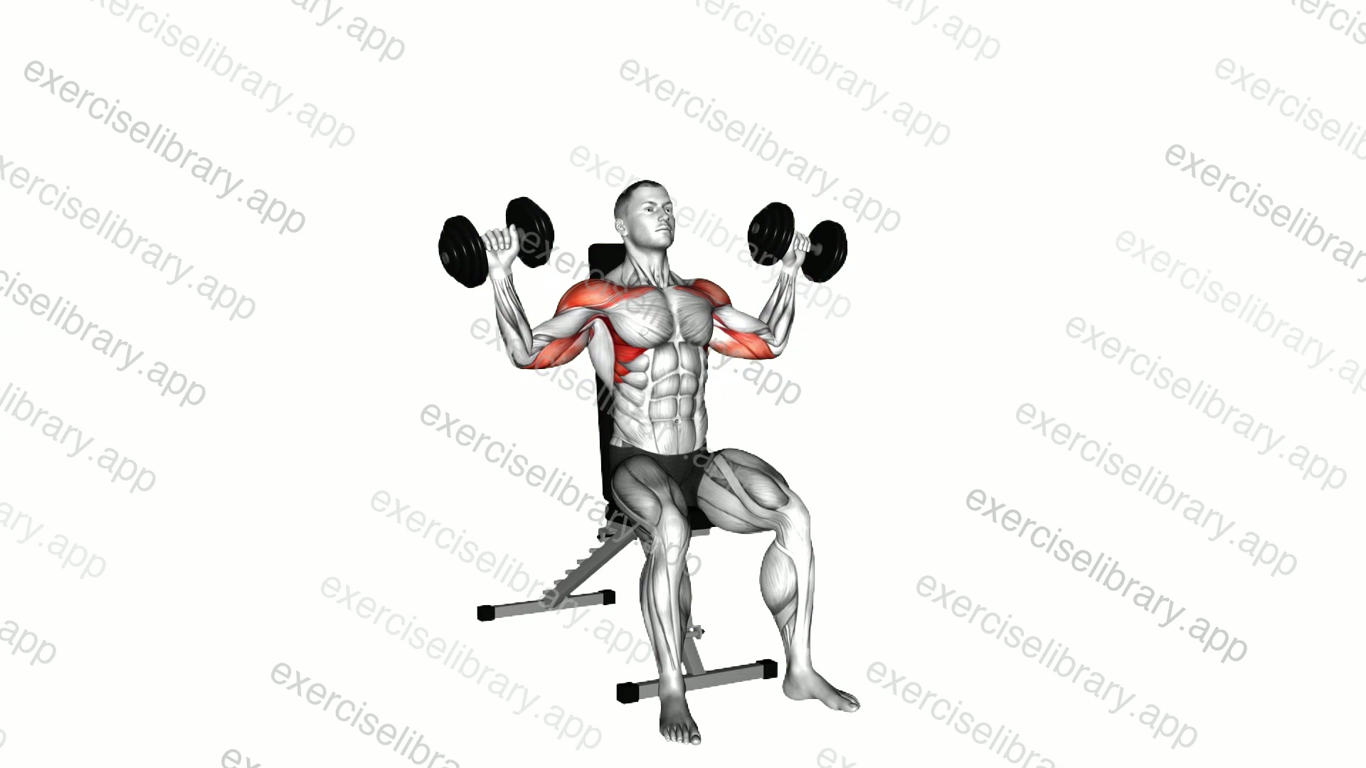 Dumbbell Seated W Press demonstration