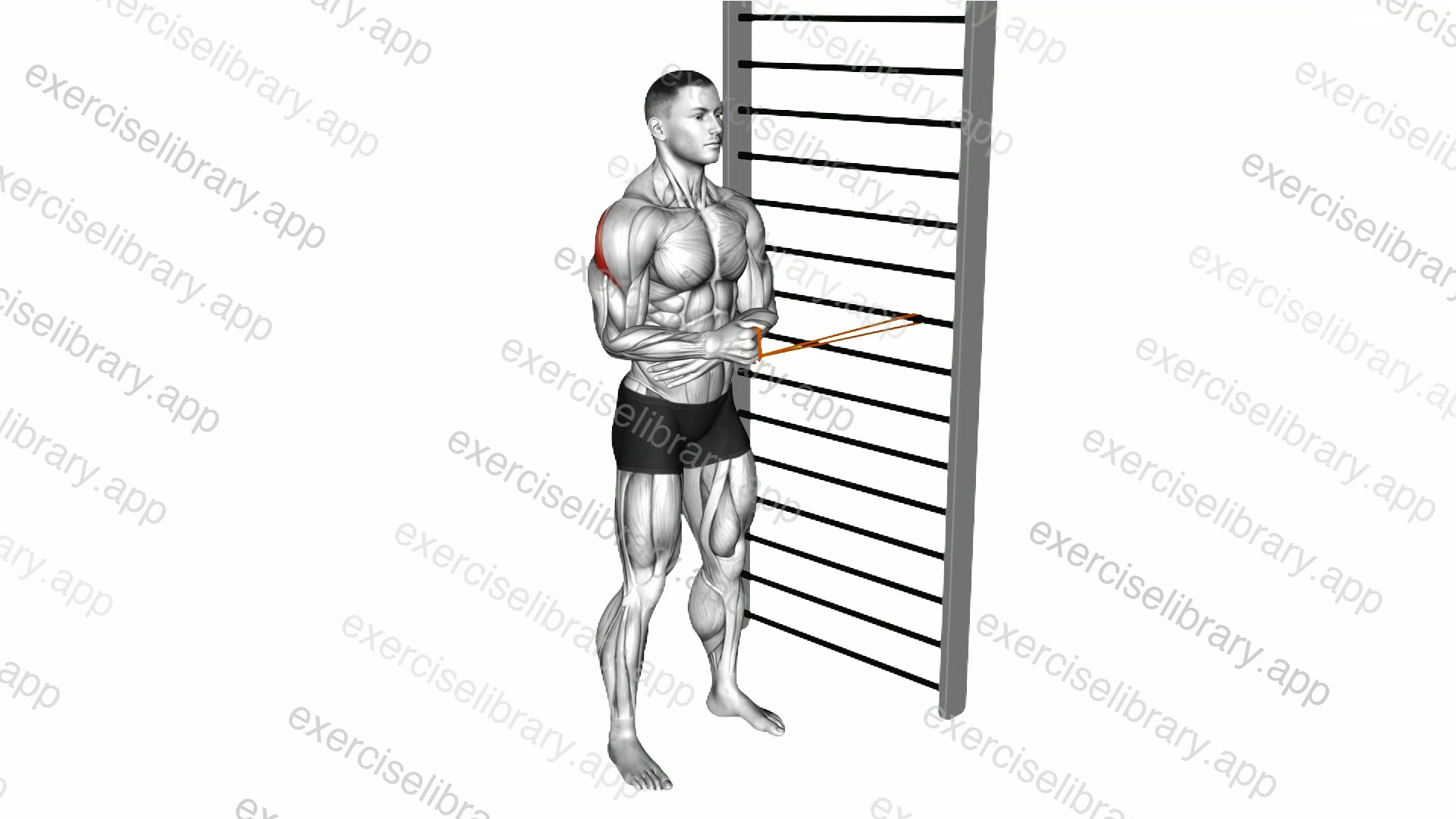 Resistance Band Standing Shoulder External Rotation demonstration