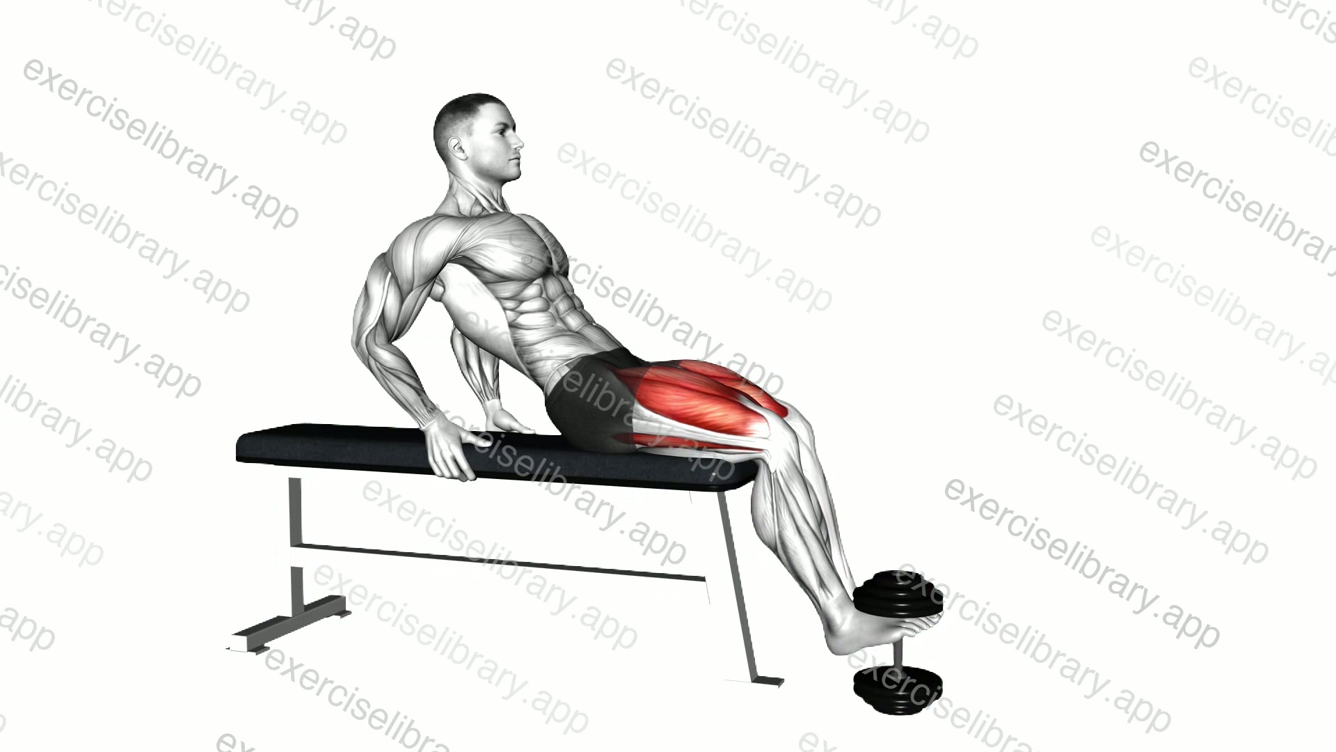 Dumbbell Sitting Leg Extension demonstration