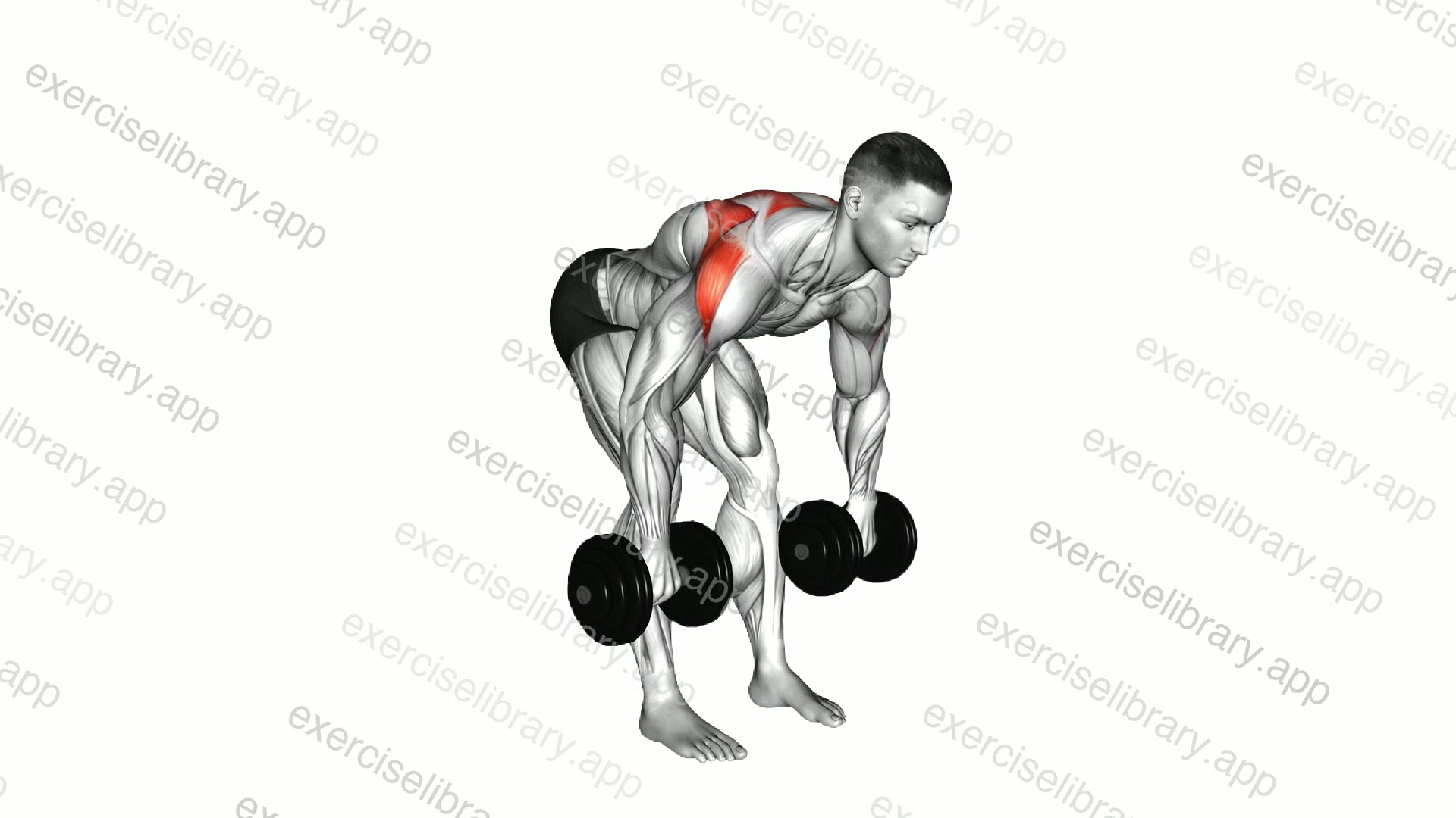 Dumbbell Bent Over Wide Row demonstration