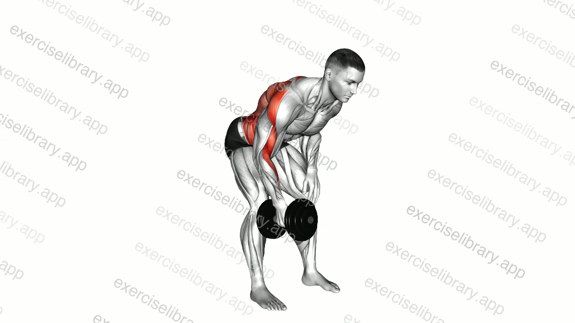 Dumbbell Bent over Twisting Row demonstration