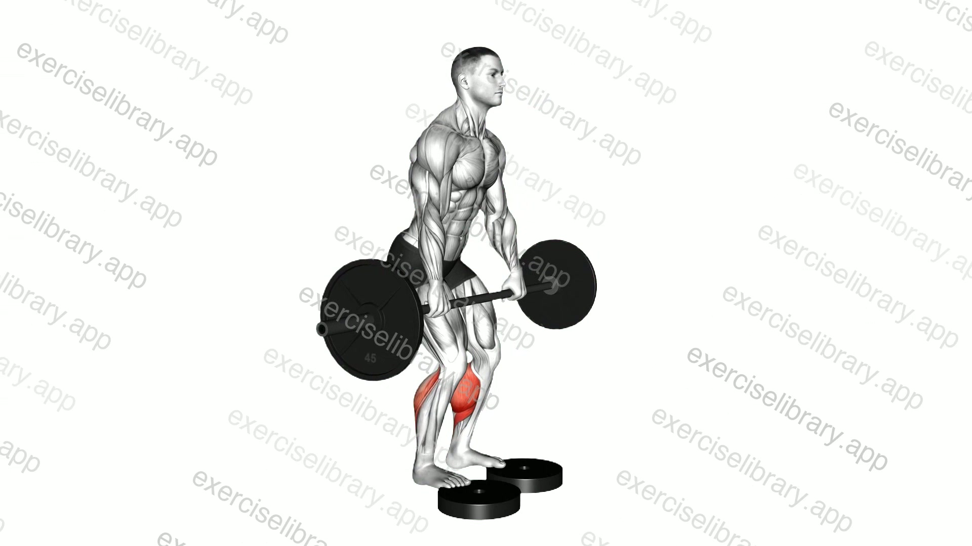 Barbell Standing Bent Knee Calf Raise from Deficit demonstration