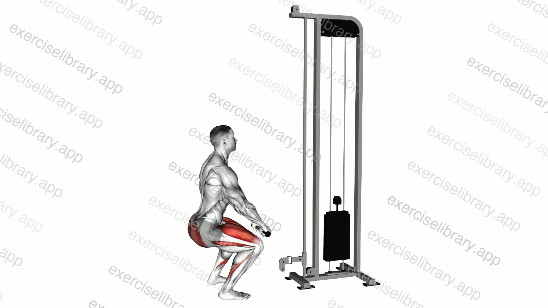 Cable Squat demonstration