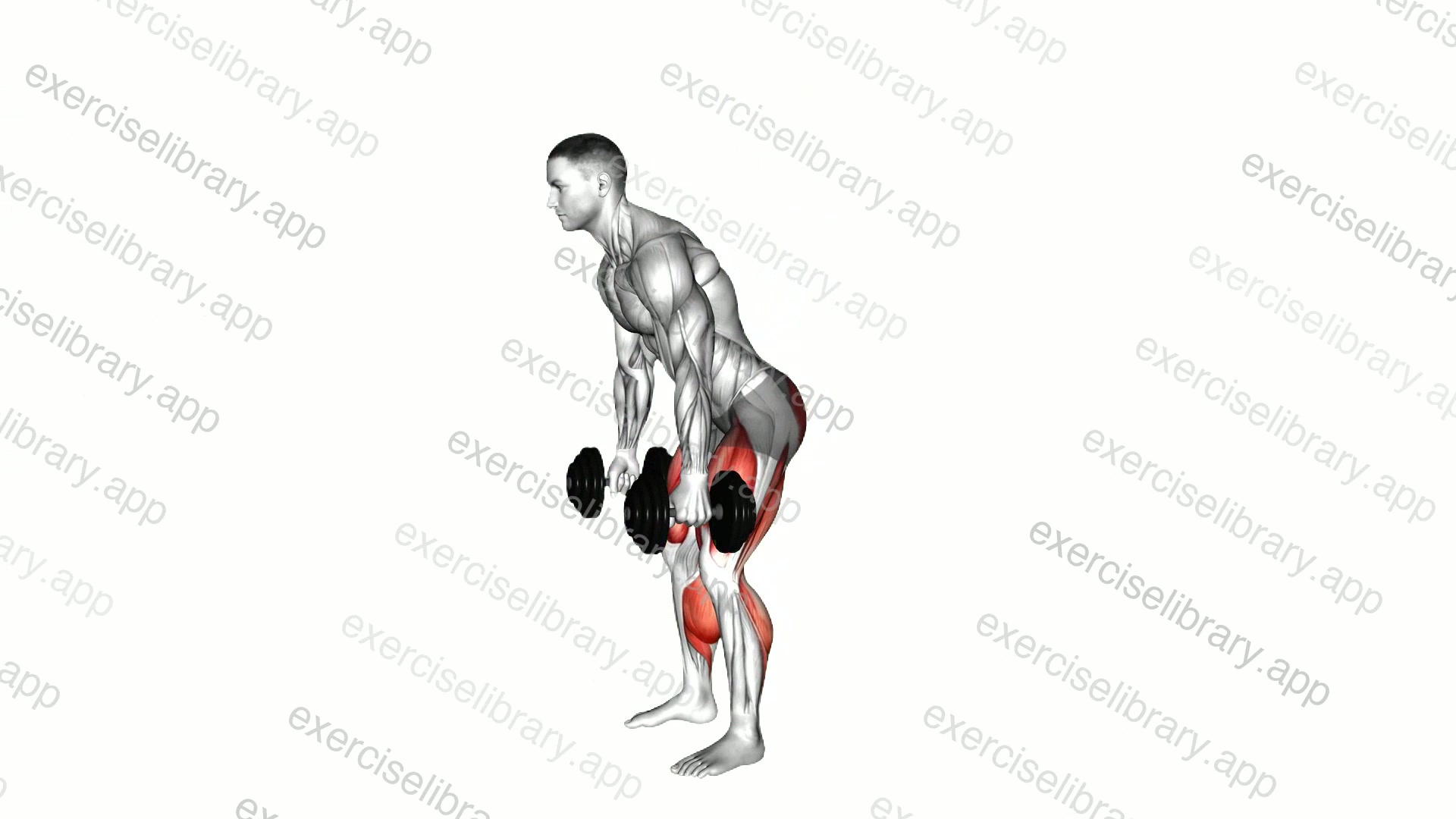 Dumbbell Romanian Deadlift to Squat demonstration