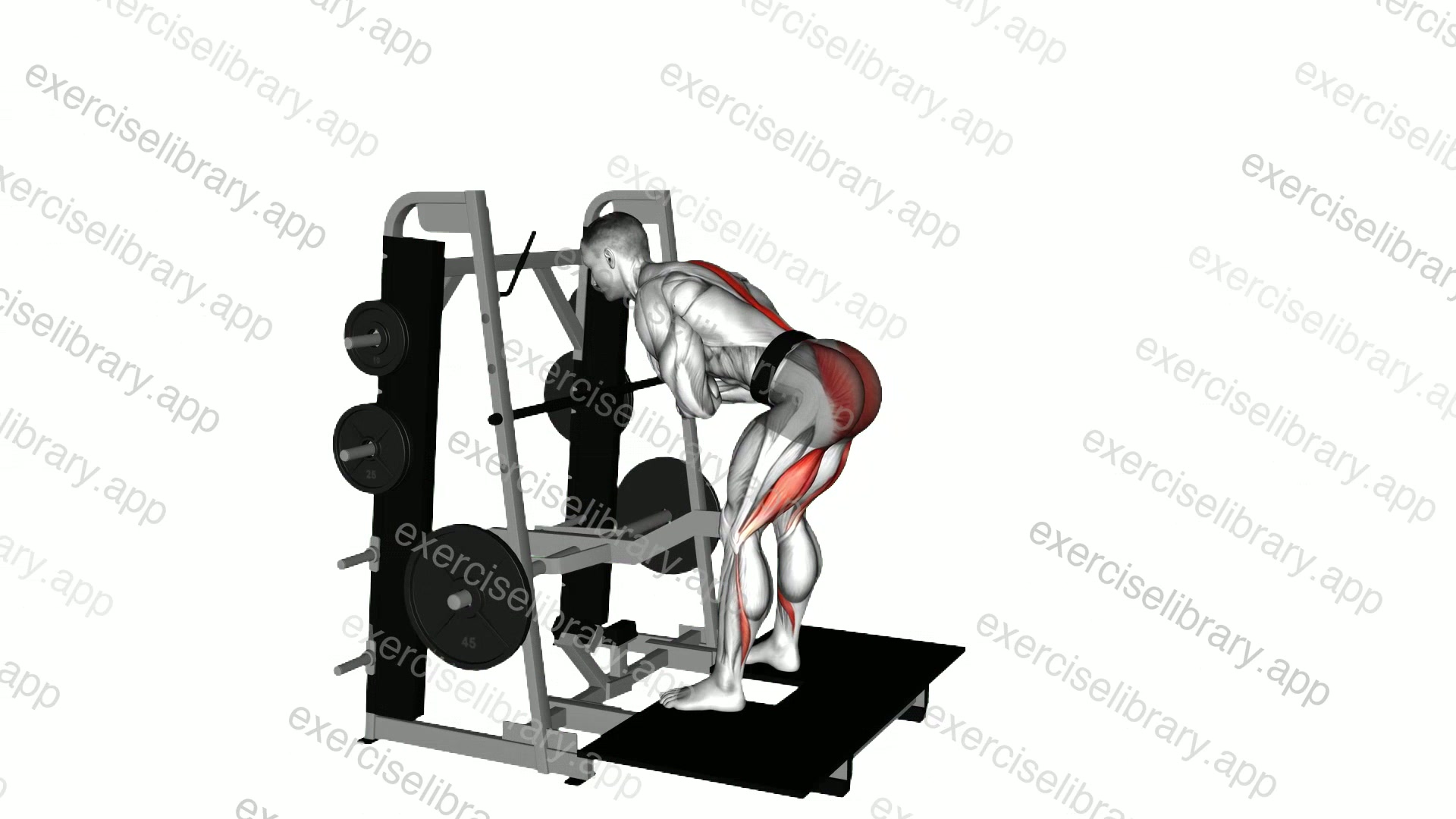 Lever Belt Romanian Deadlift demonstration