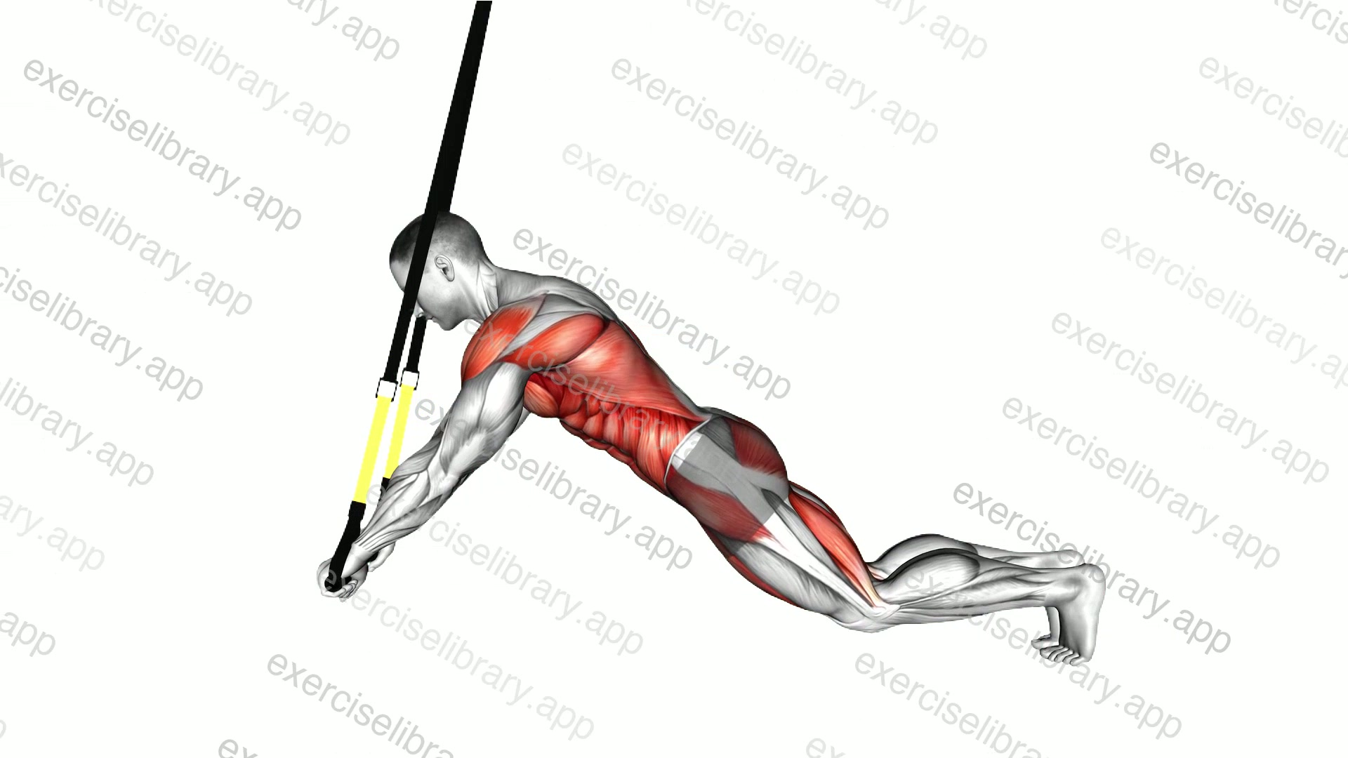 Suspender Extended Plank demonstration