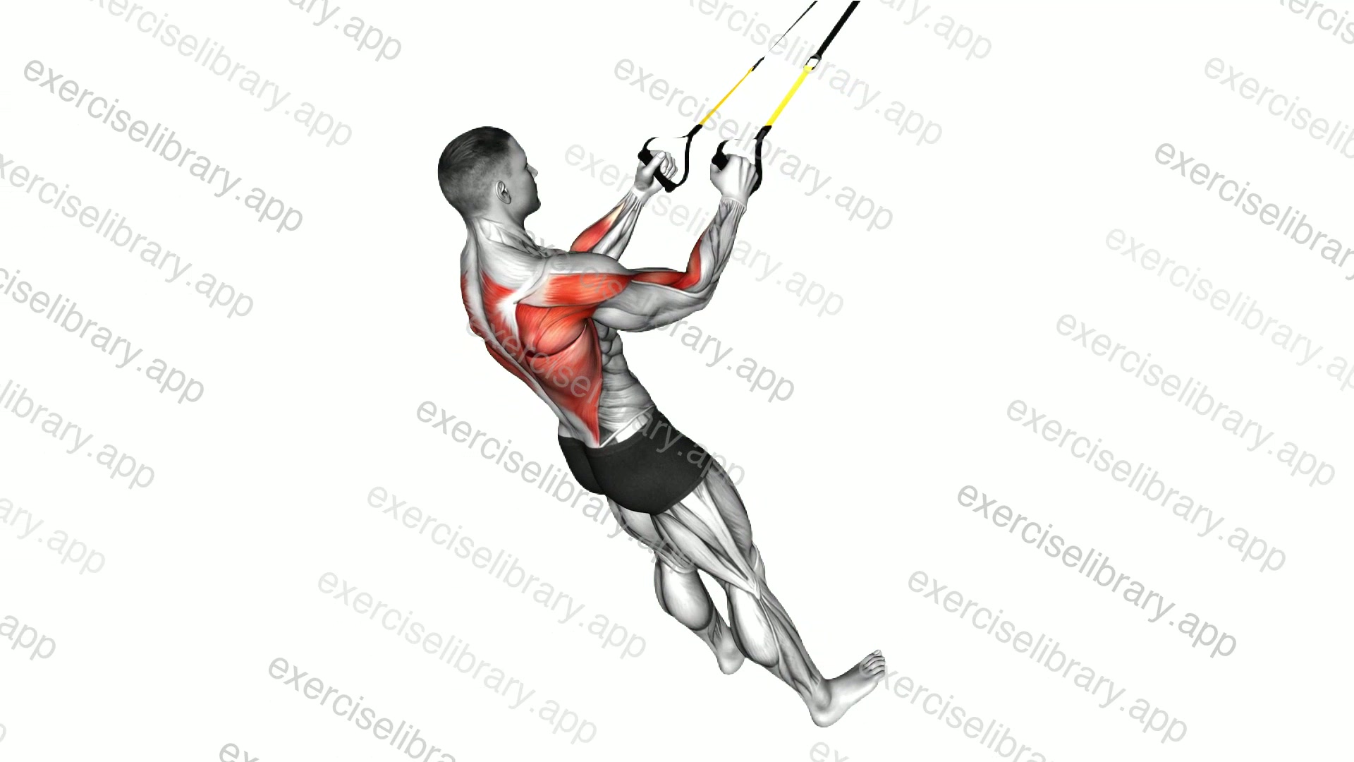 Suspender High Row demonstration