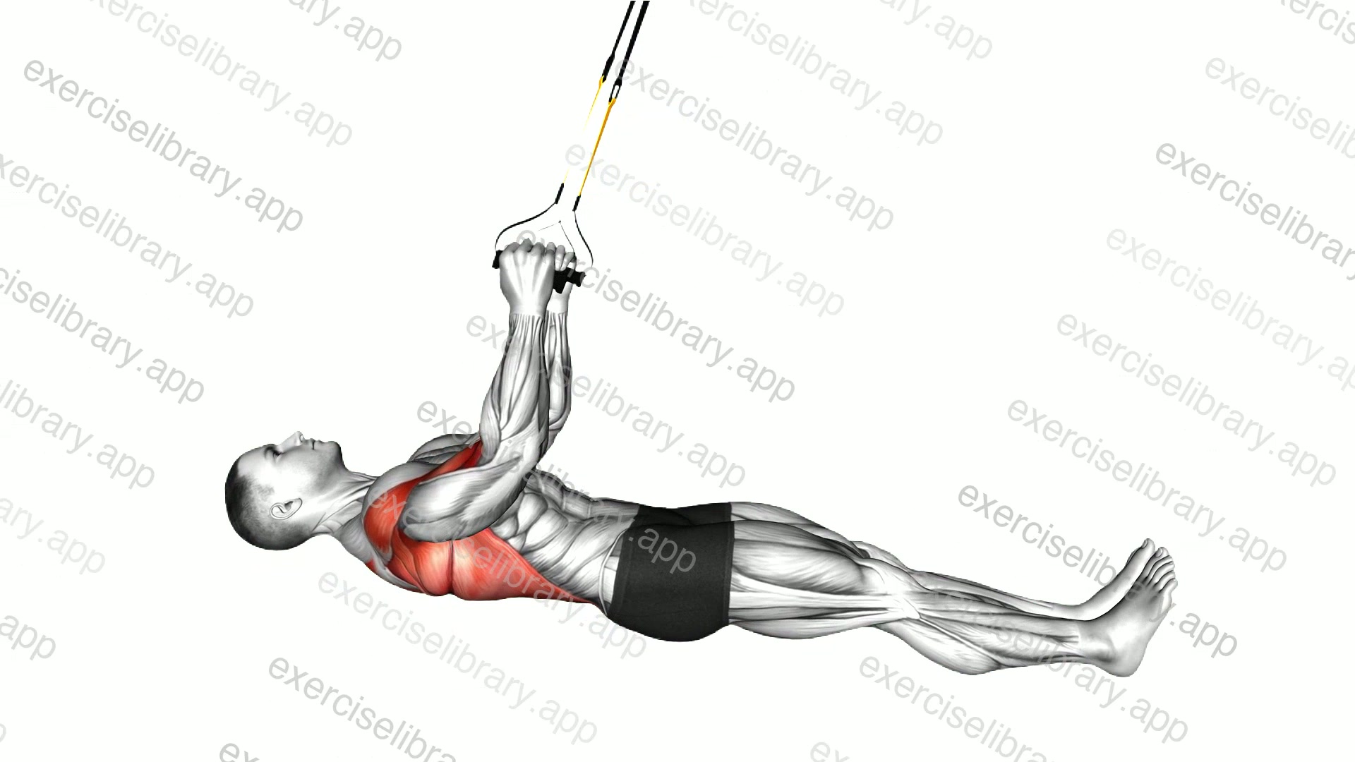 Suspender Inverted Row parallel to the floor demonstration