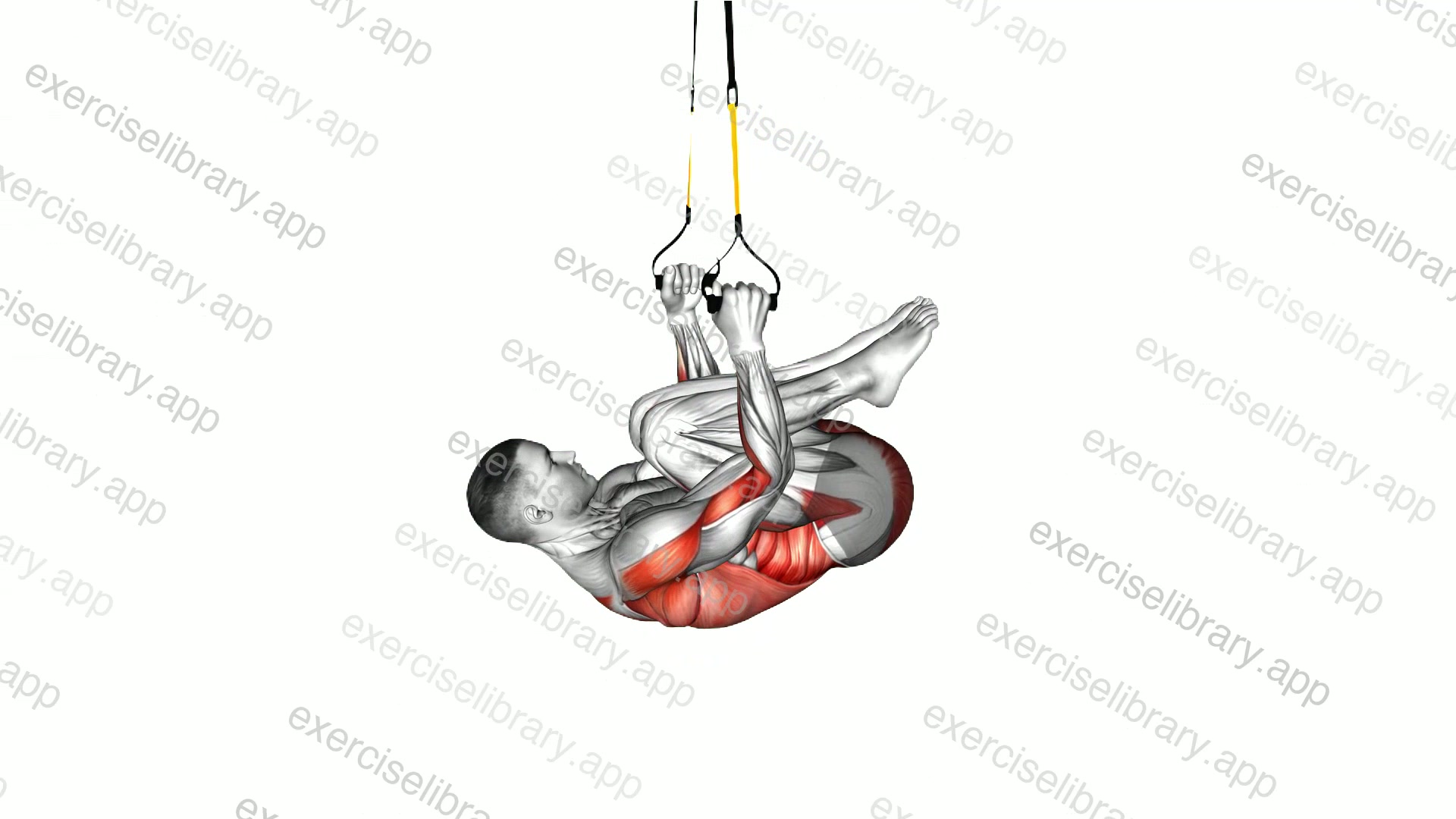 Suspender Knee Tuck Row demonstration