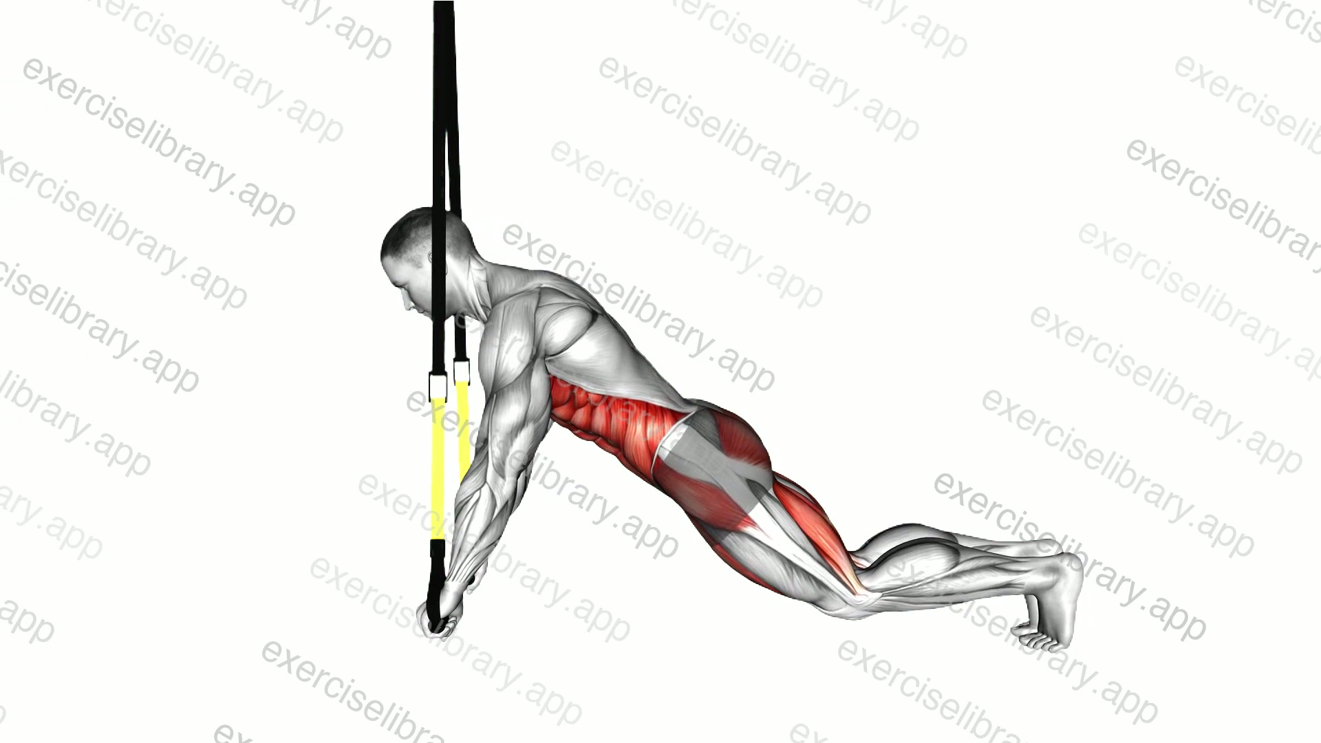 Suspender Plank demonstration