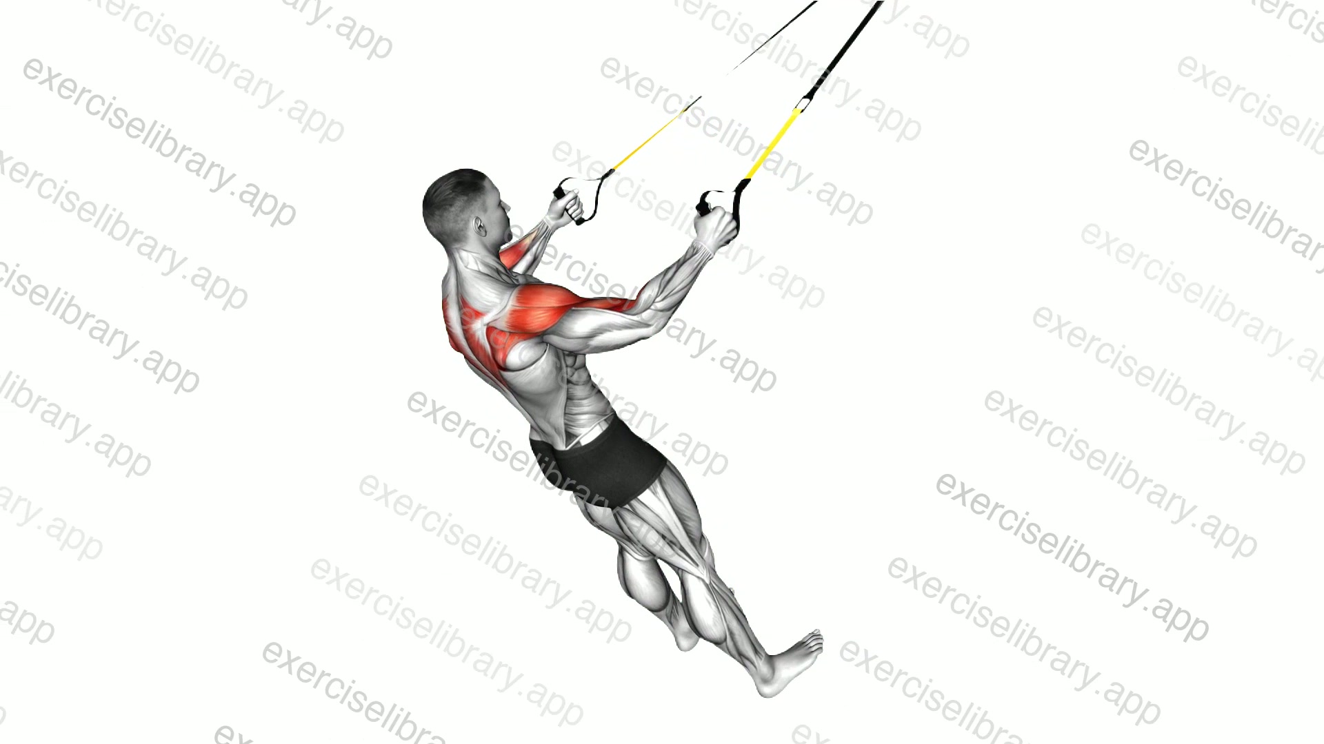 Suspender Rear Delt Row demonstration